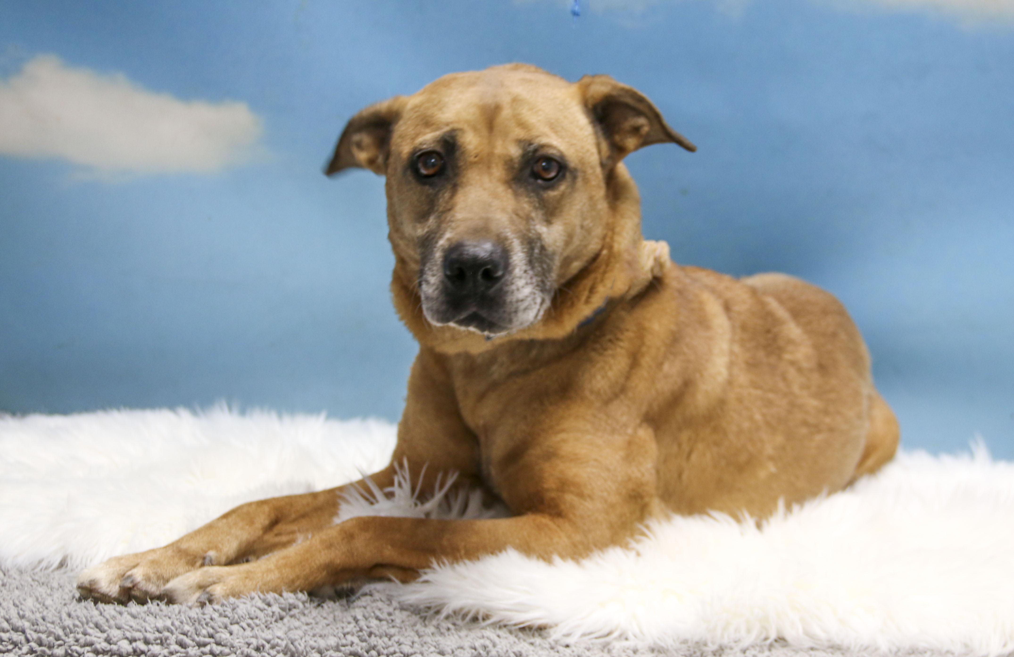Enlarge Sonja, a Adoptable mixed breed in Casa Grande, AZ image 3/4