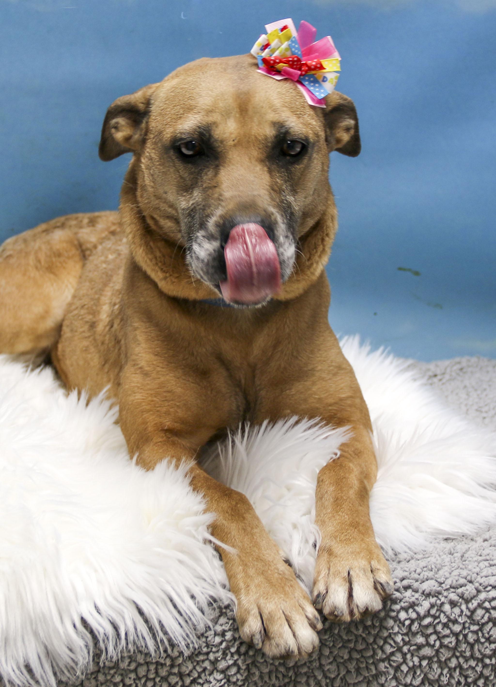 Enlarge Sonja, a Adoptable mixed breed in Casa Grande, AZ image 4/4