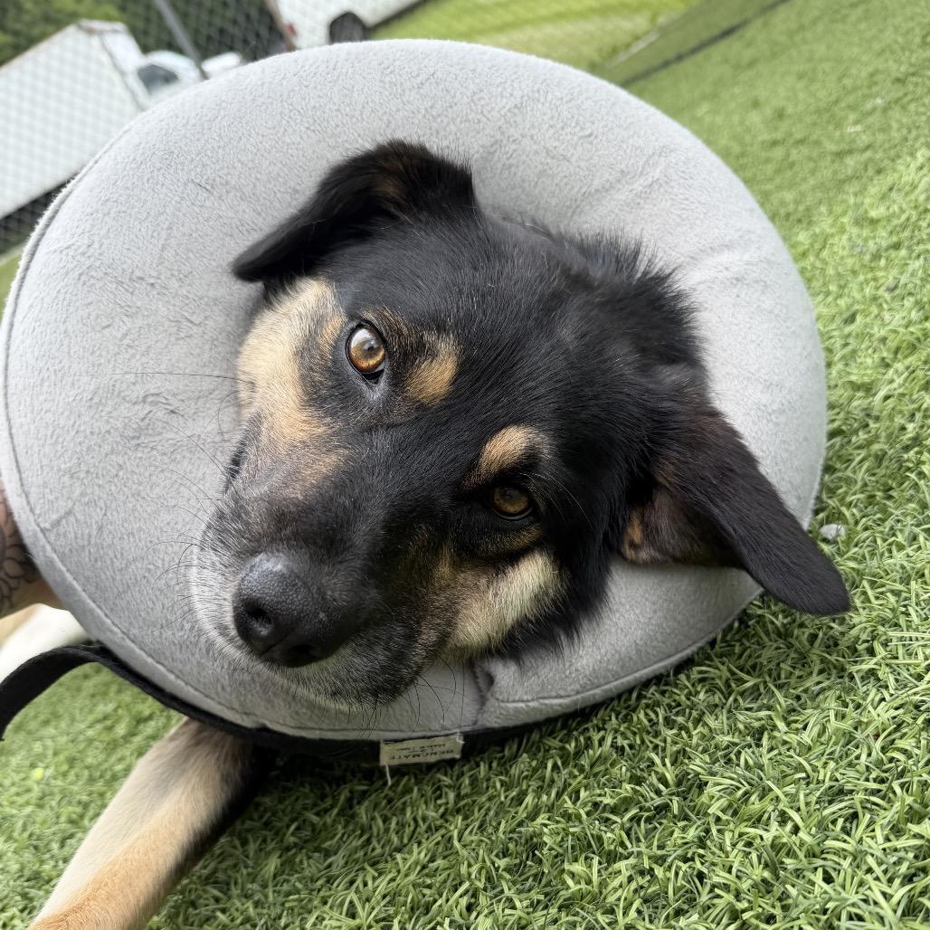Enlarge Widget, a Adoptable Shepherd in Batavia, OH image 1/6