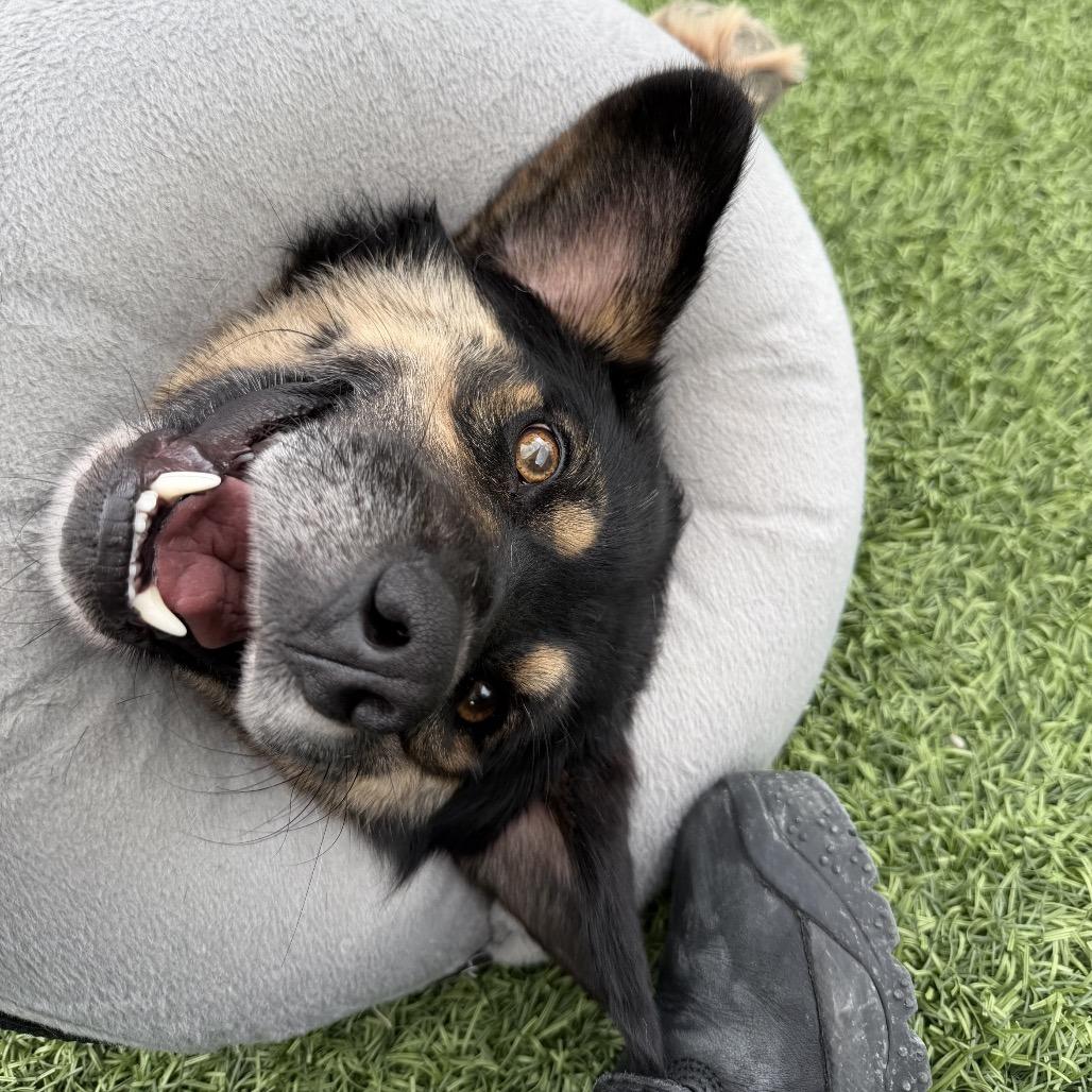 Enlarge Widget, a Adoptable Shepherd in Batavia, OH image 2/6