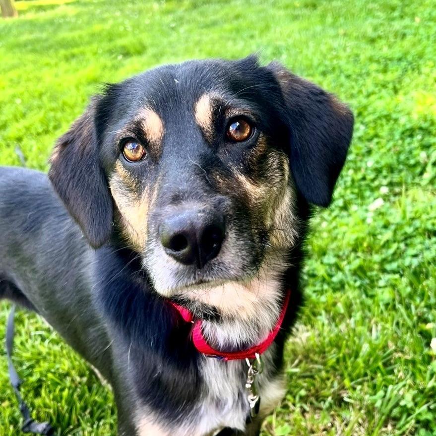 Enlarge Widget, a Adoptable Shepherd in Batavia, OH image 3/6