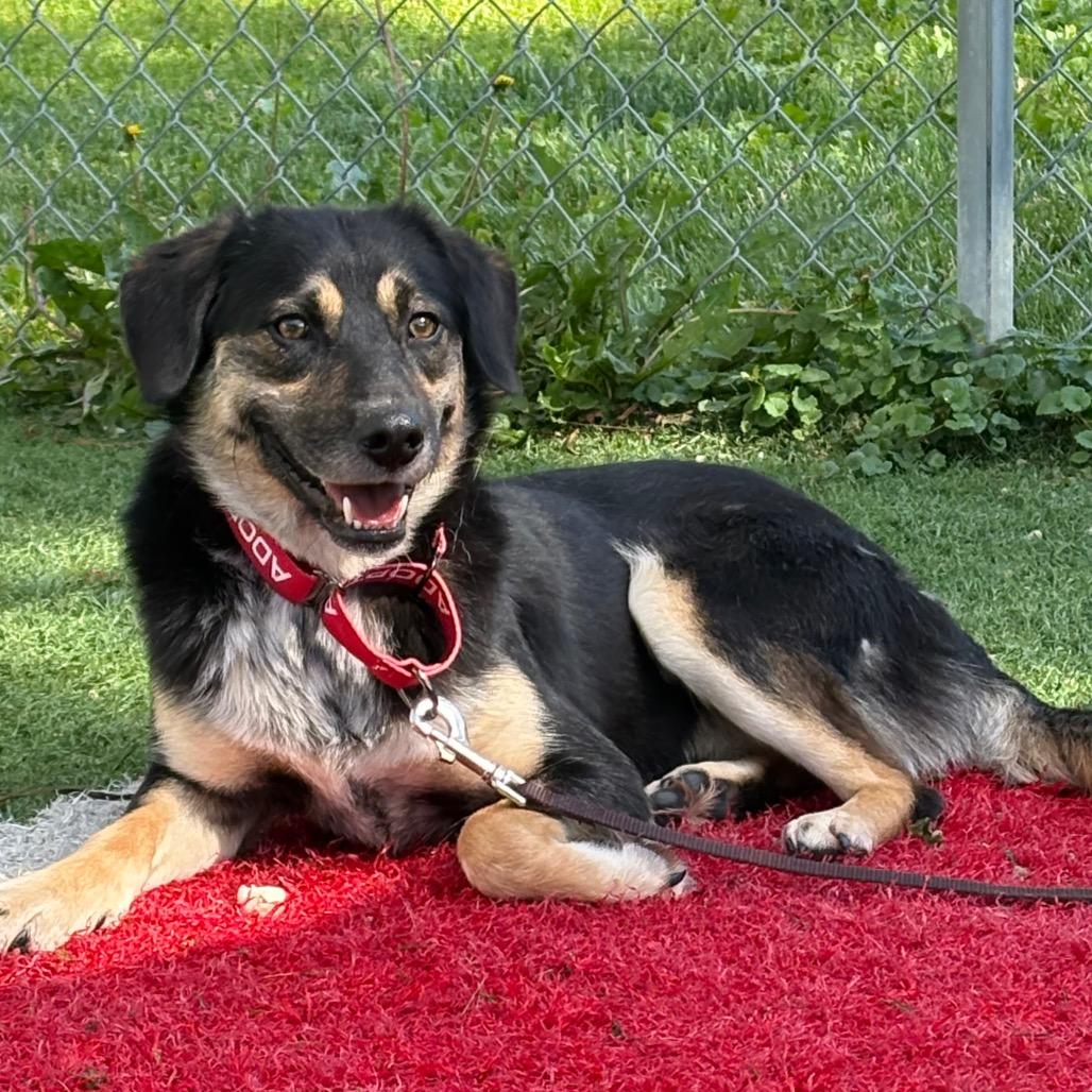 Enlarge Widget, a Adoptable Shepherd in Batavia, OH image 4/6
