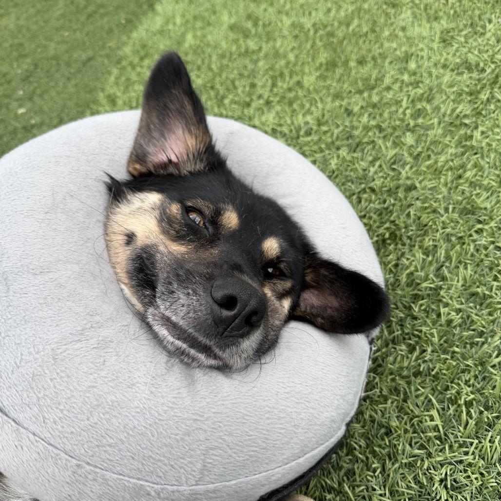 Enlarge Widget, a Adoptable Shepherd in Batavia, OH image 5/6