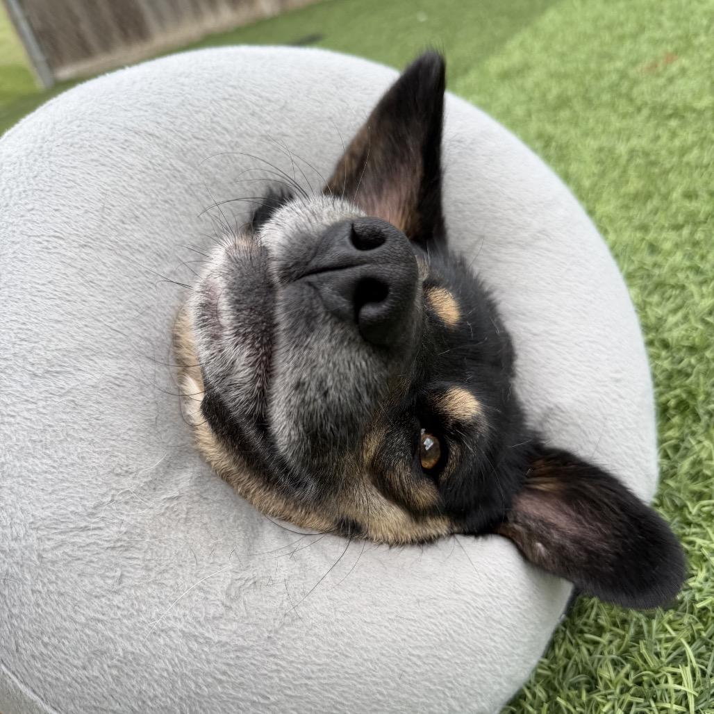 Enlarge Widget, a Adoptable Shepherd in Batavia, OH image 6/6