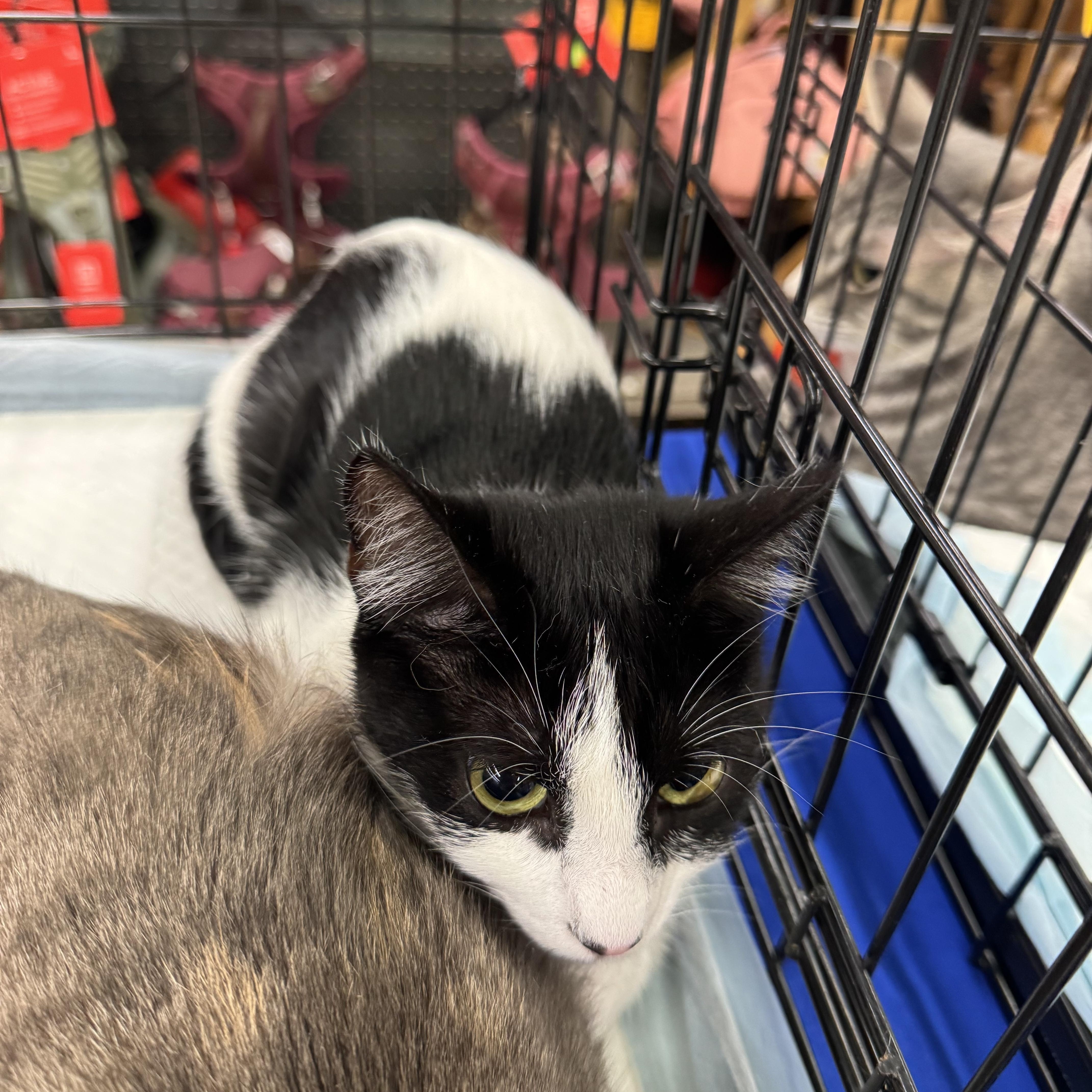Enlarge Mimo, a ADOPTABLE Domestic Short Hair in Easley, SC image 2/2