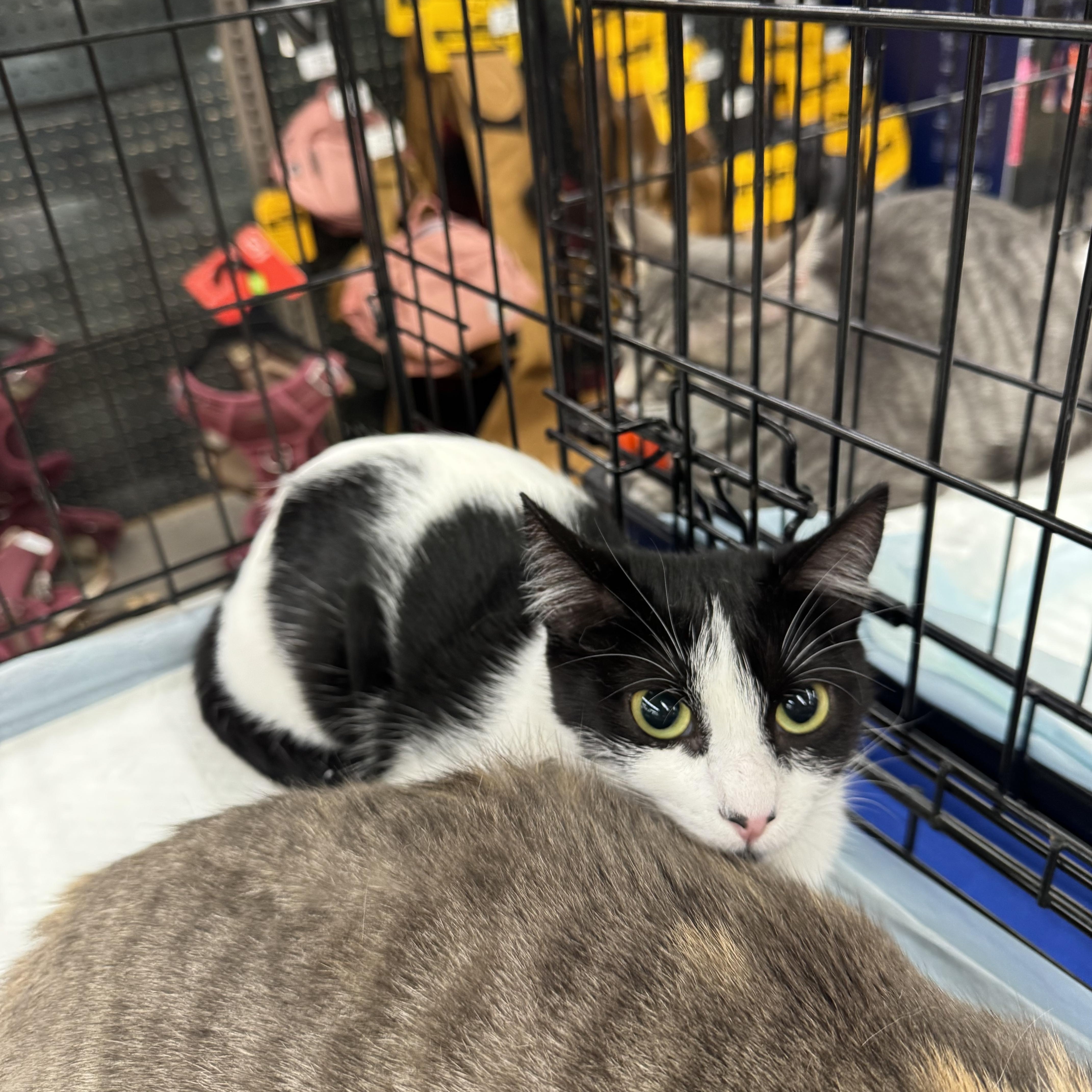 Enlarge Mimo, a ADOPTABLE Domestic Short Hair in Easley, SC image 1/2