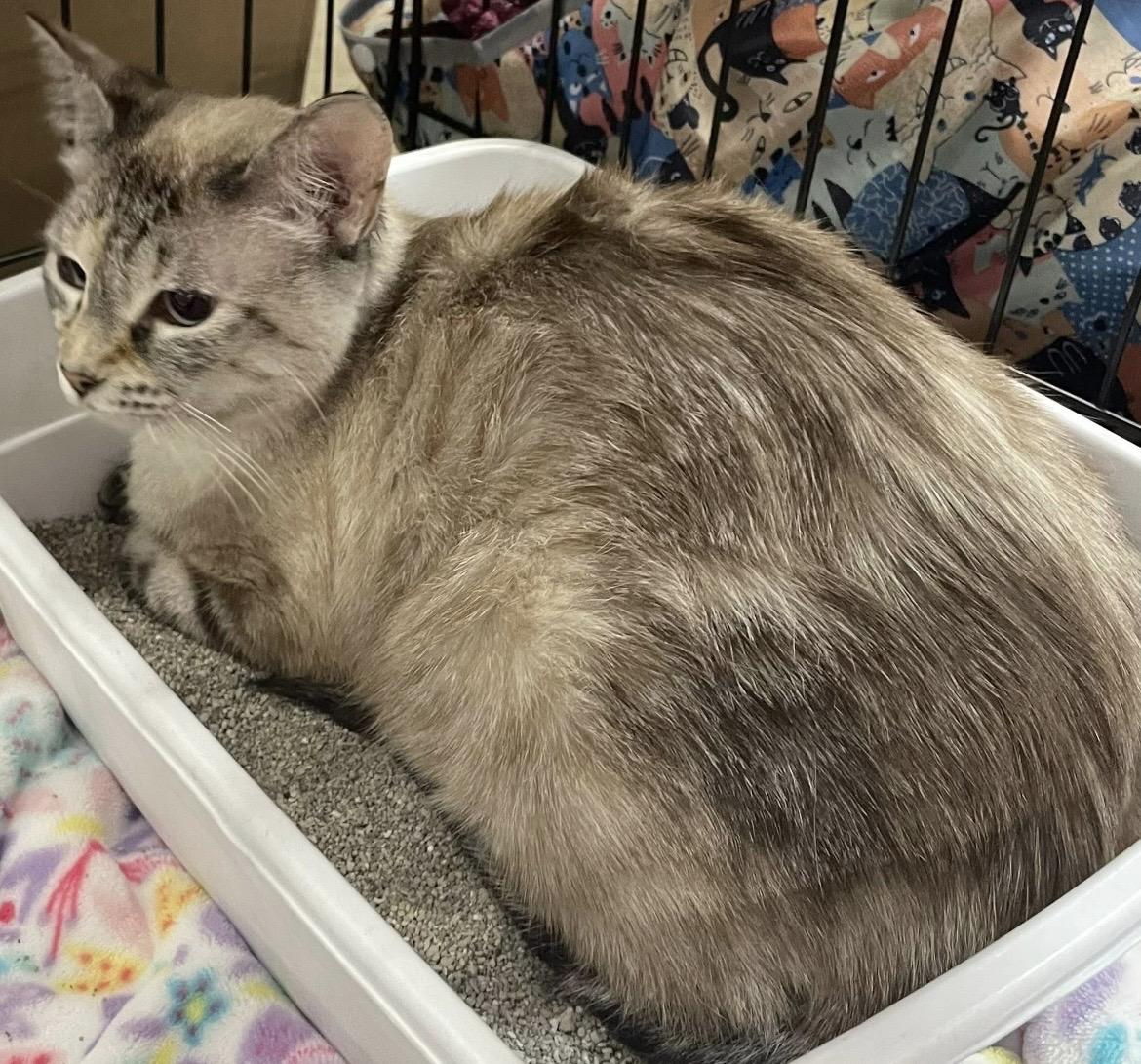 Aspen, a ADOPTABLE Siamese in Kalama, WA image 3/3