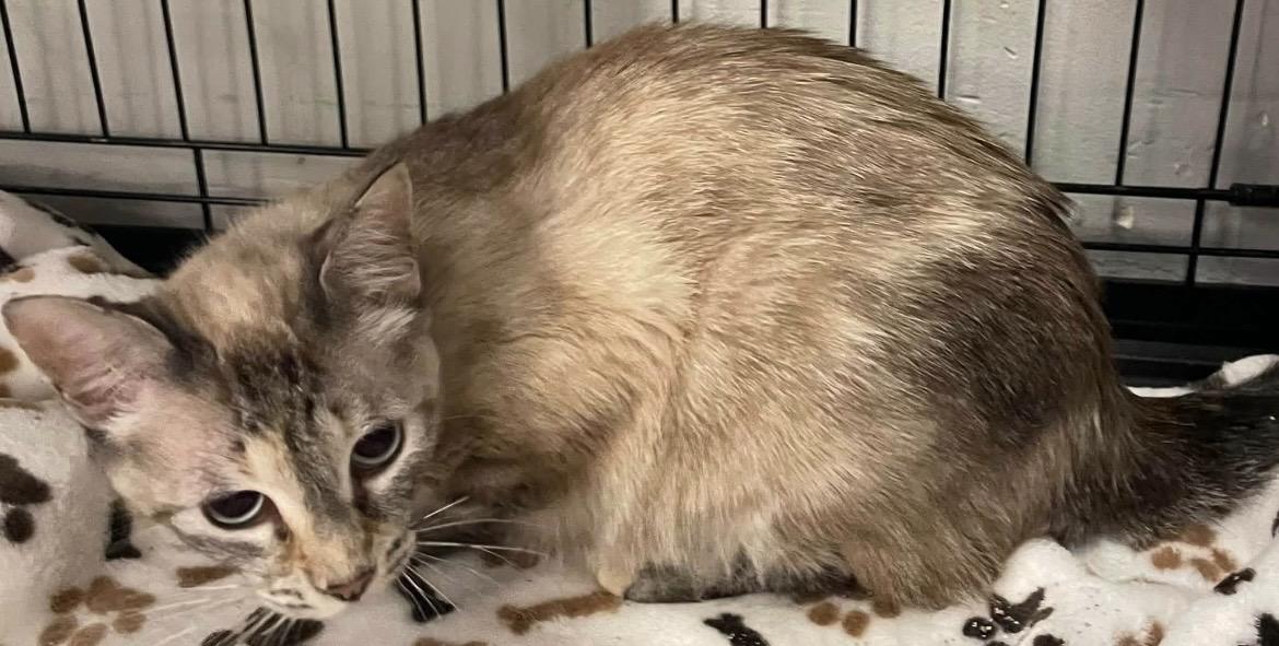 Aspen, ADOPTABLE, Adult Female Siamese.