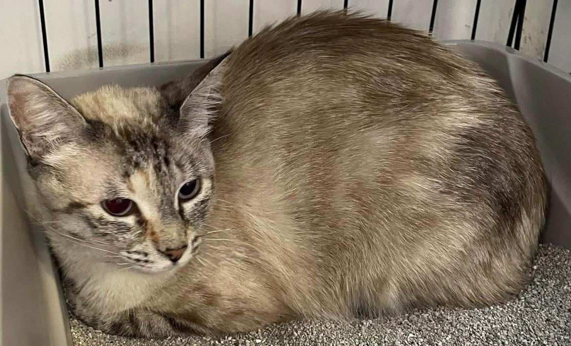 Aspen, a ADOPTABLE Siamese in Kalama, WA image 2/3