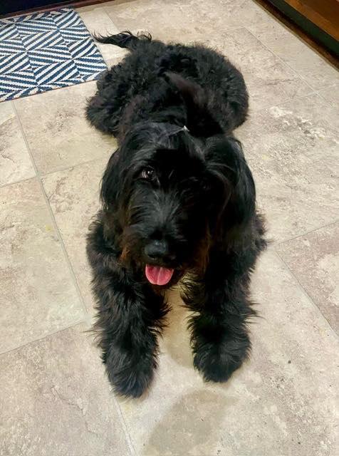 Enlarge Mia Marie, a Adopted mixed breed in Alpharetta, GA image 1/1