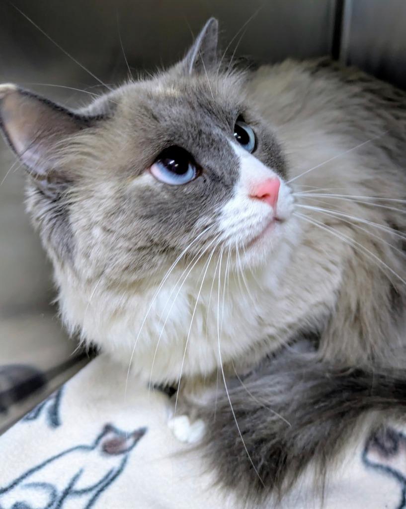 Zoey, Adoptable, Adult Female Domestic Medium Hair.