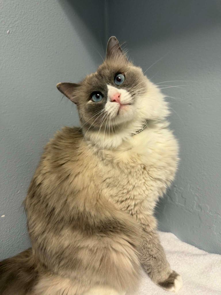 Enlarge Zoey, a Adoptable mixed breed in Kodiak, AK image 3/3
