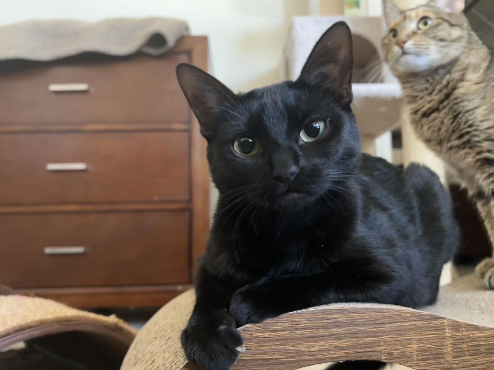 Katie, Adoptable, Adult Female Domestic Short Hair.