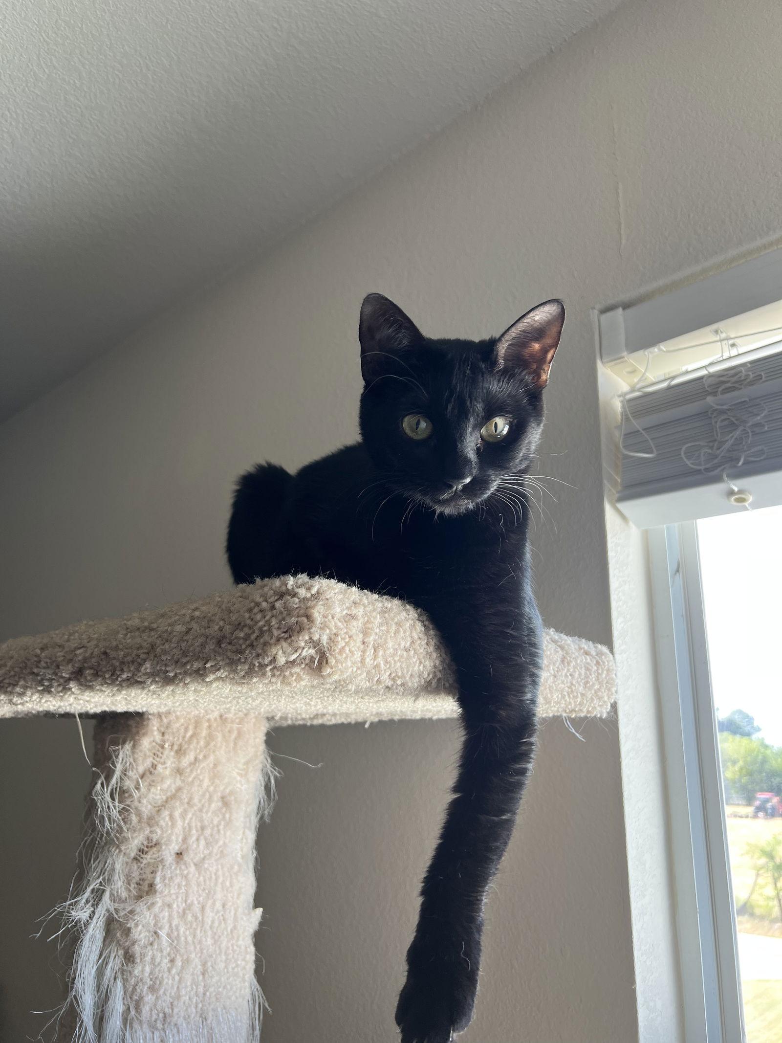 Enlarge Katie, a Adoptable Domestic Short Hair in Irving, TX image 2/6