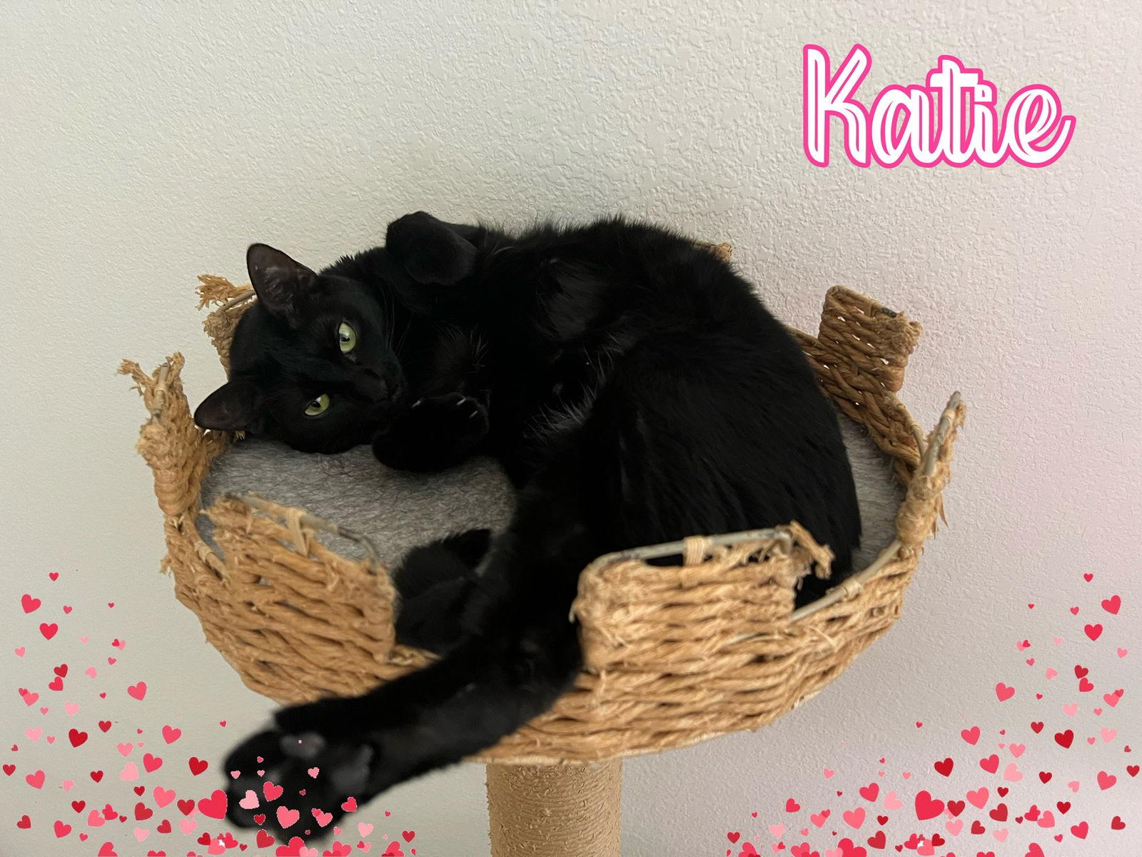 Enlarge Katie, a Adoptable Domestic Short Hair in Irving, TX image 3/6