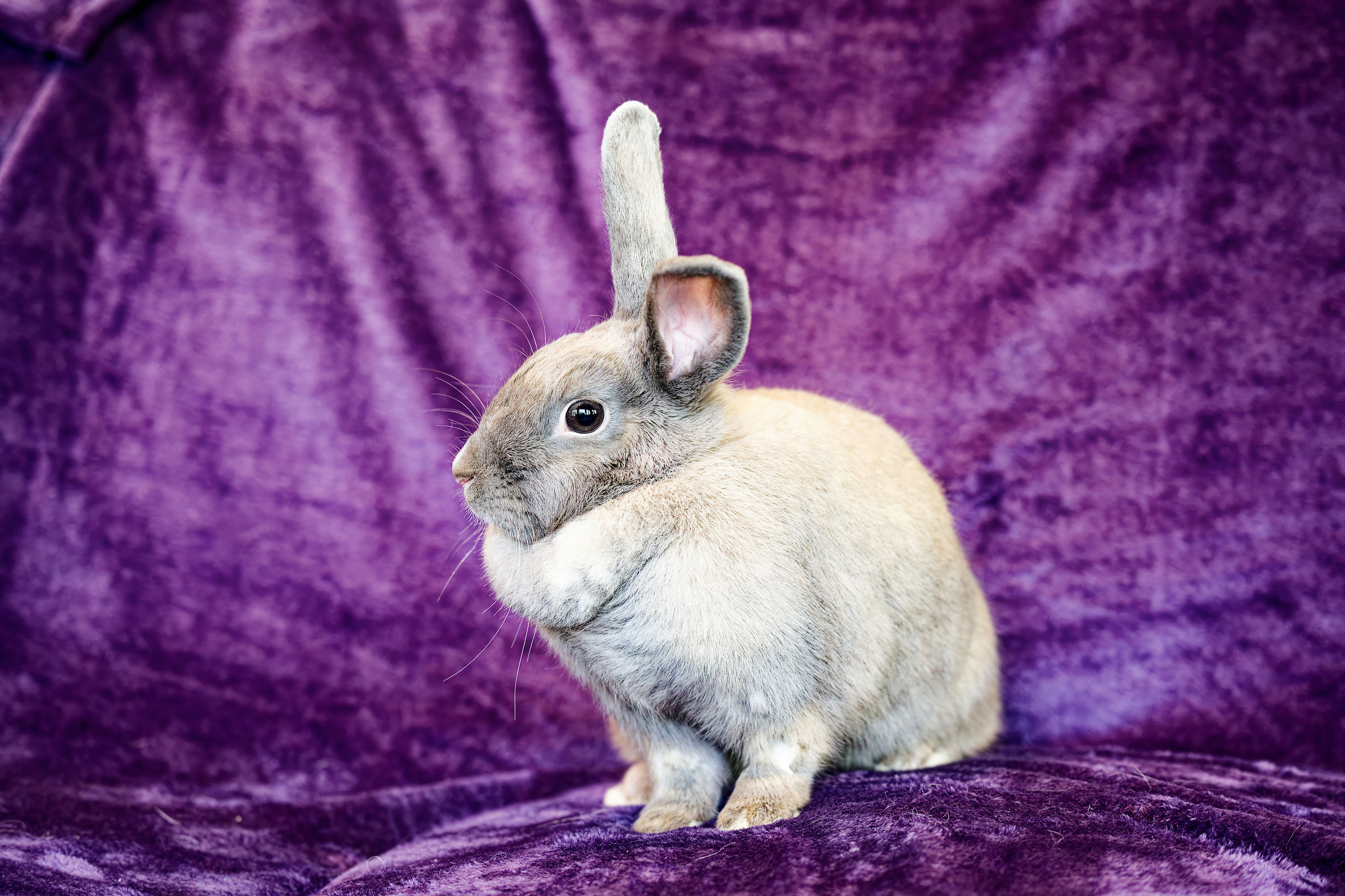 Cinnamon, Adult Female unknown