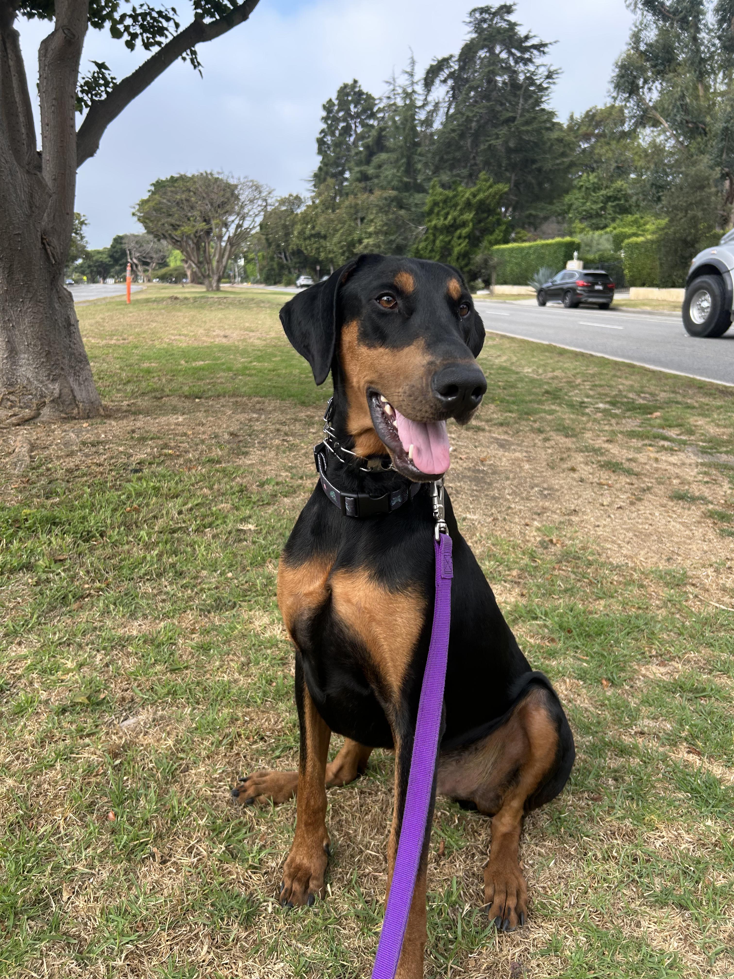 Jett, Adopted, Young Male Doberman Pinscher.