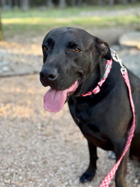 Enlarge Zoe, a Adoptable mixed breed in Vernon, CT image 1/6