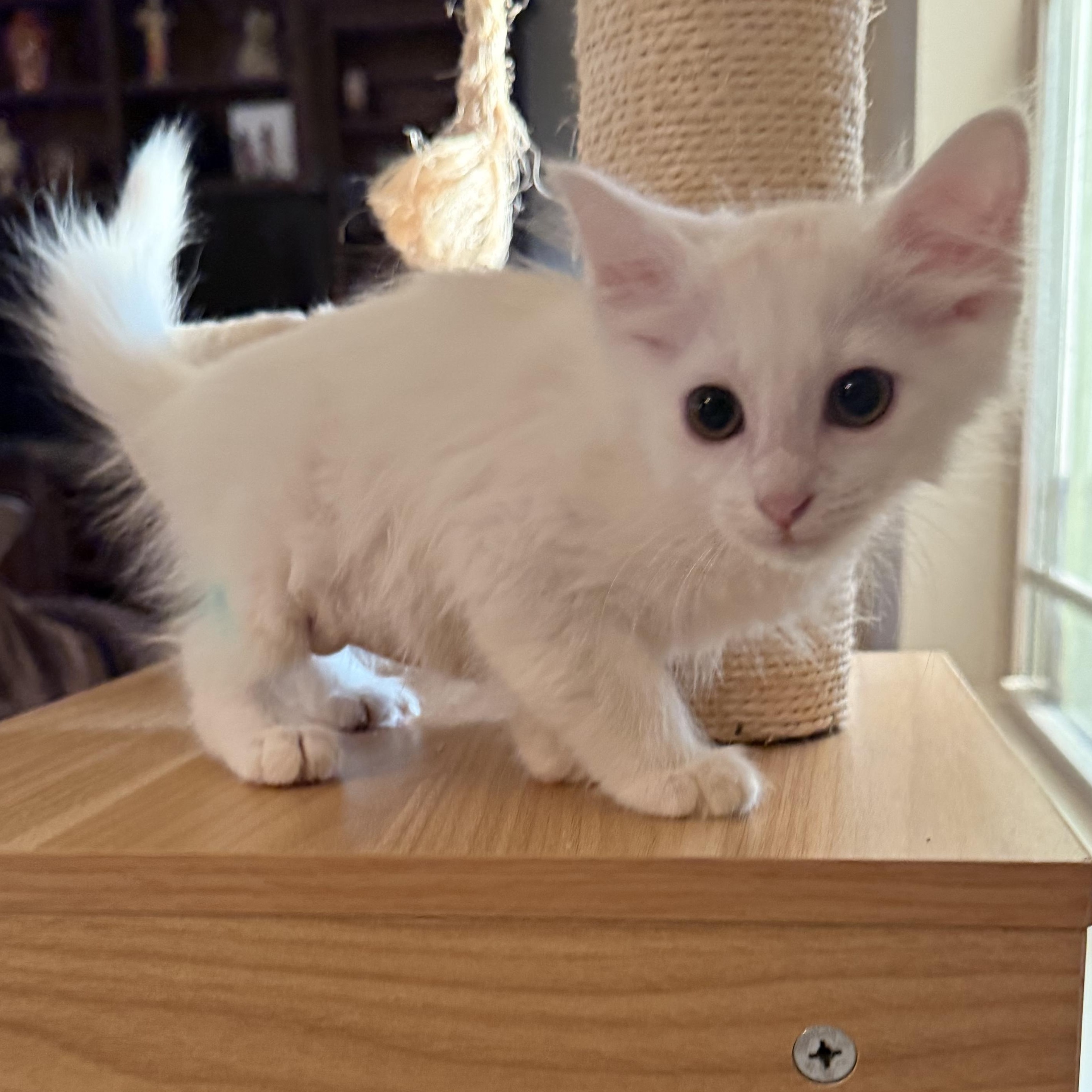 Tanzia BR14367-T LOCAL Adoption Event in Burlington 5-22, adopted, Kitten Female Domestic Medium Hair & Siamese.