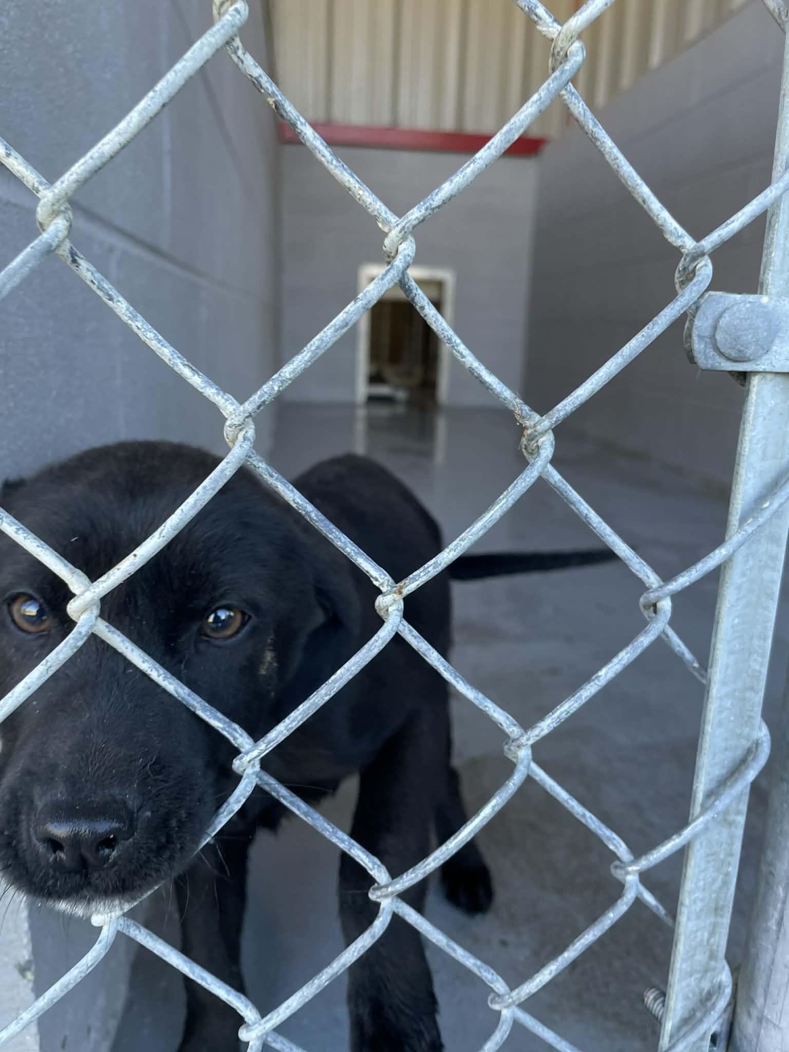 Jet, adopted, Young Male Labrador Retriever.