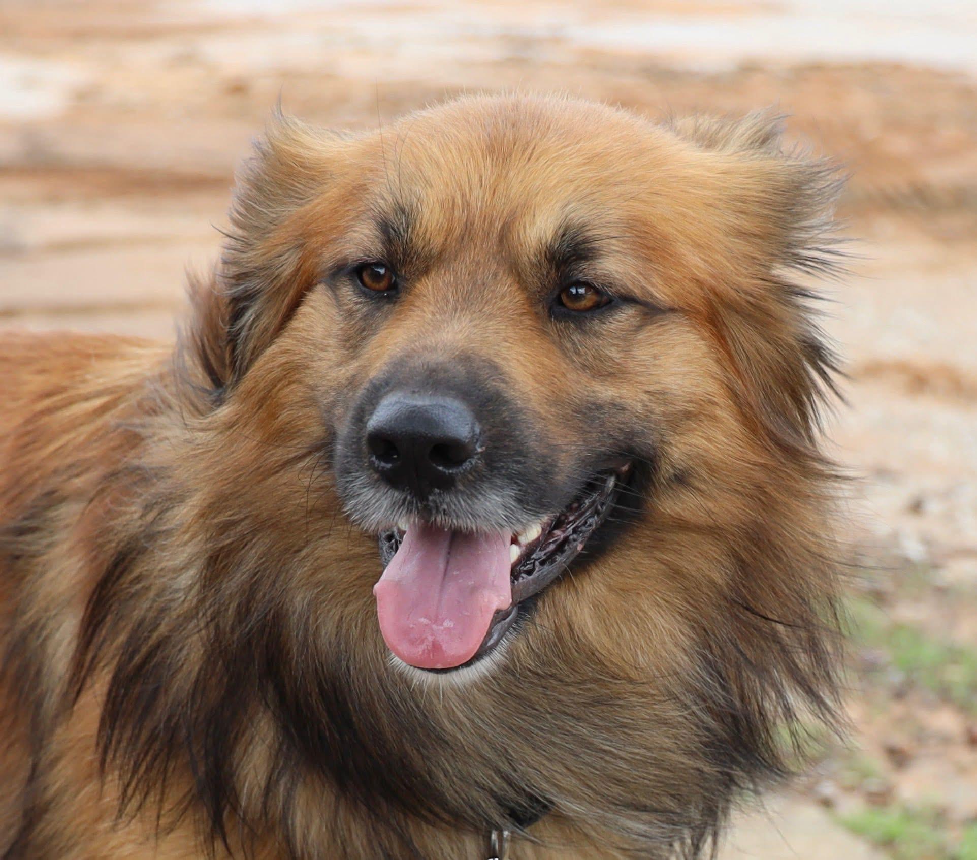 Bacon, adopted, Young Male Golden Retriever & Shepherd.