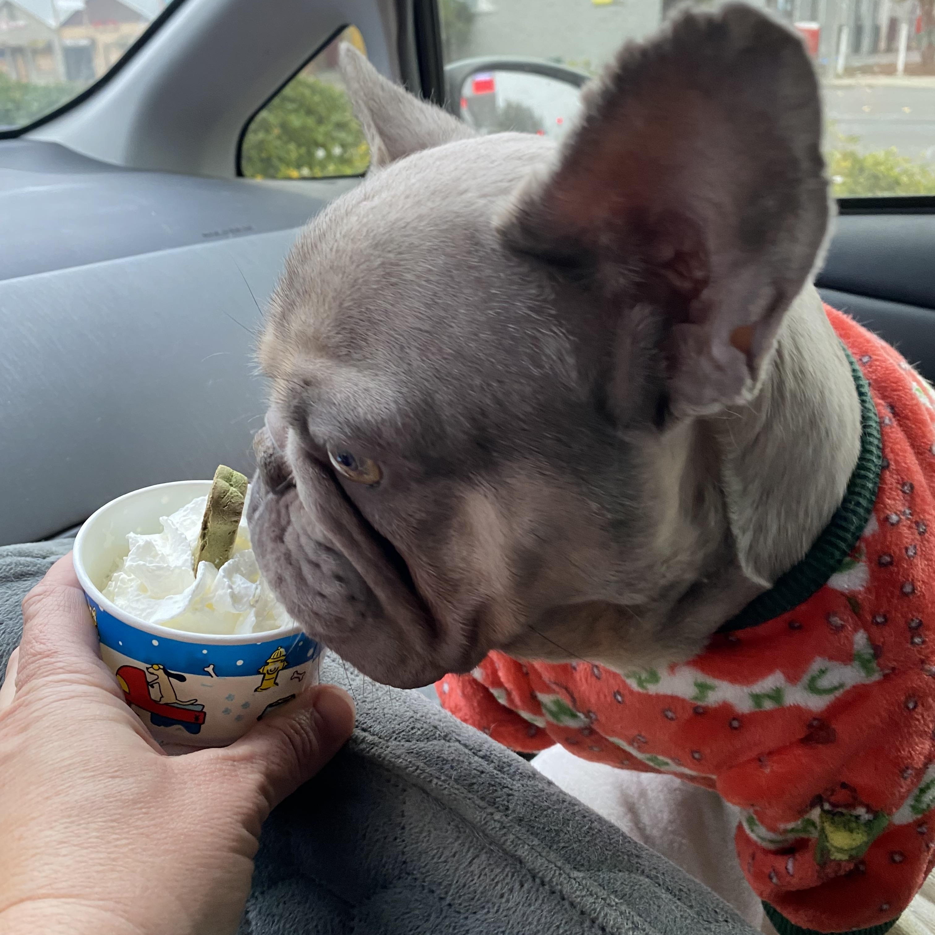 Enlarge Chanel, a ADOPTABLE French Bulldog in Penryn, CA image 2/3