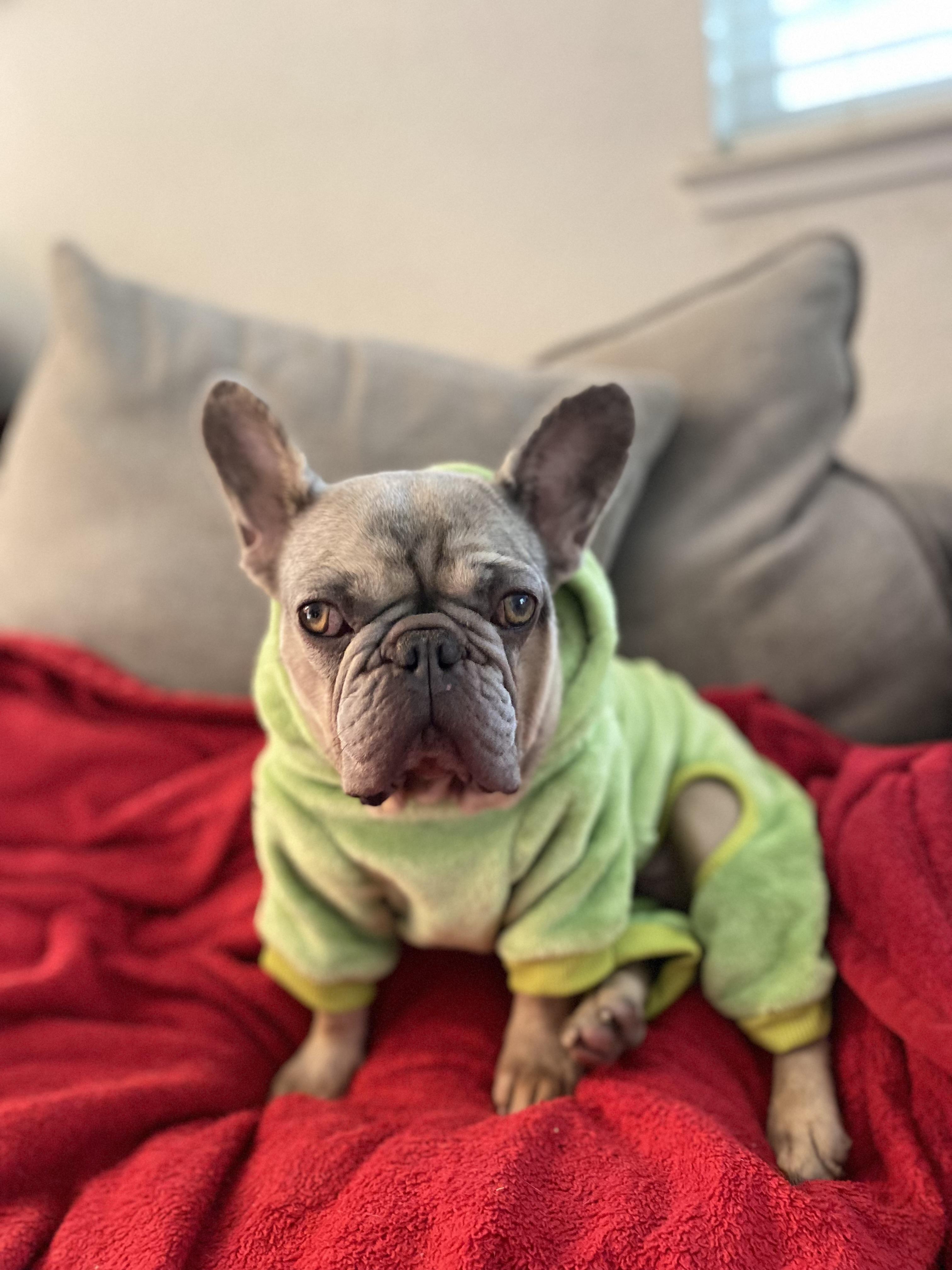 Chanel, ADOPTABLE, Adult Female French Bulldog.
