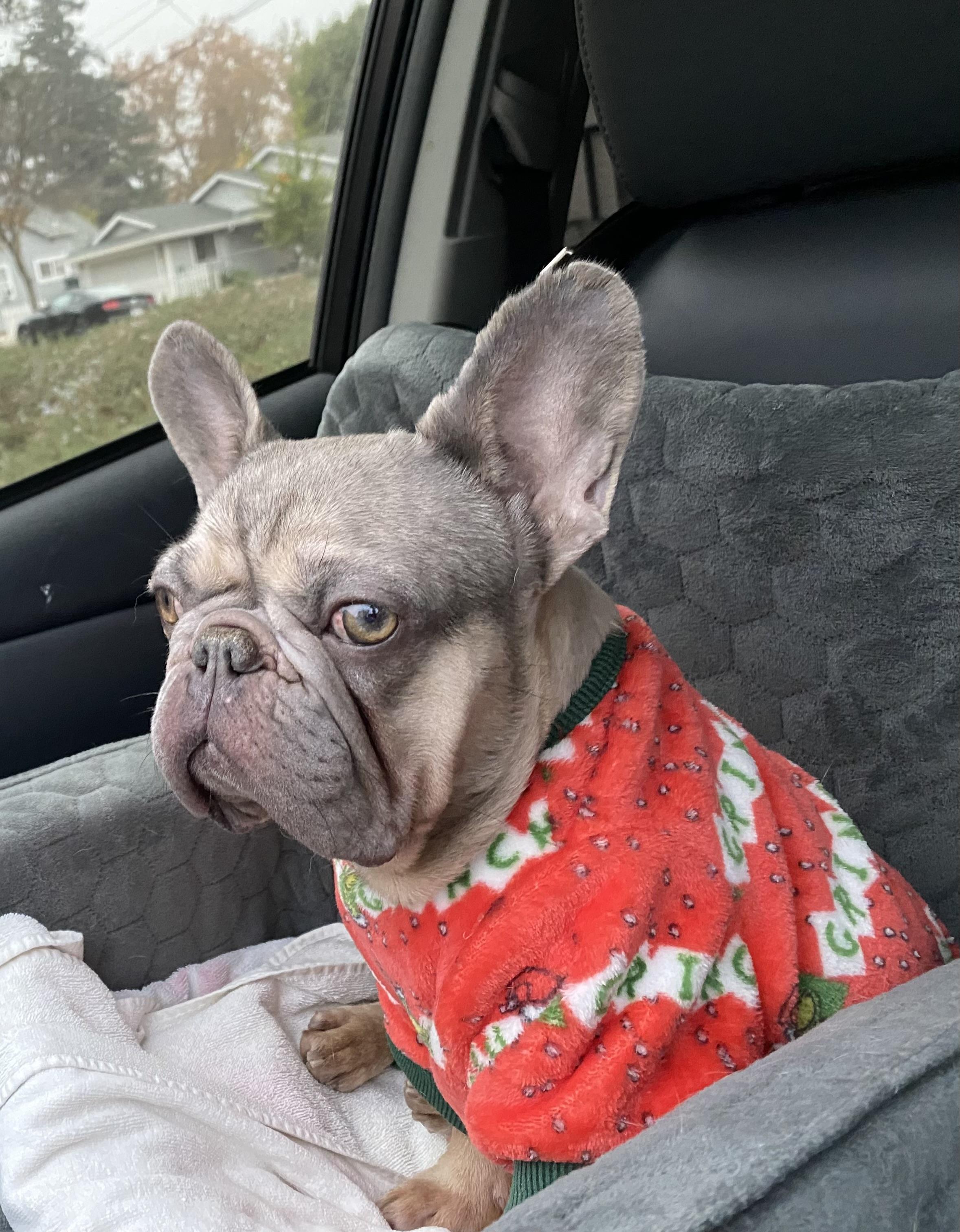 Enlarge Chanel, a ADOPTABLE French Bulldog in Penryn, CA image 3/3