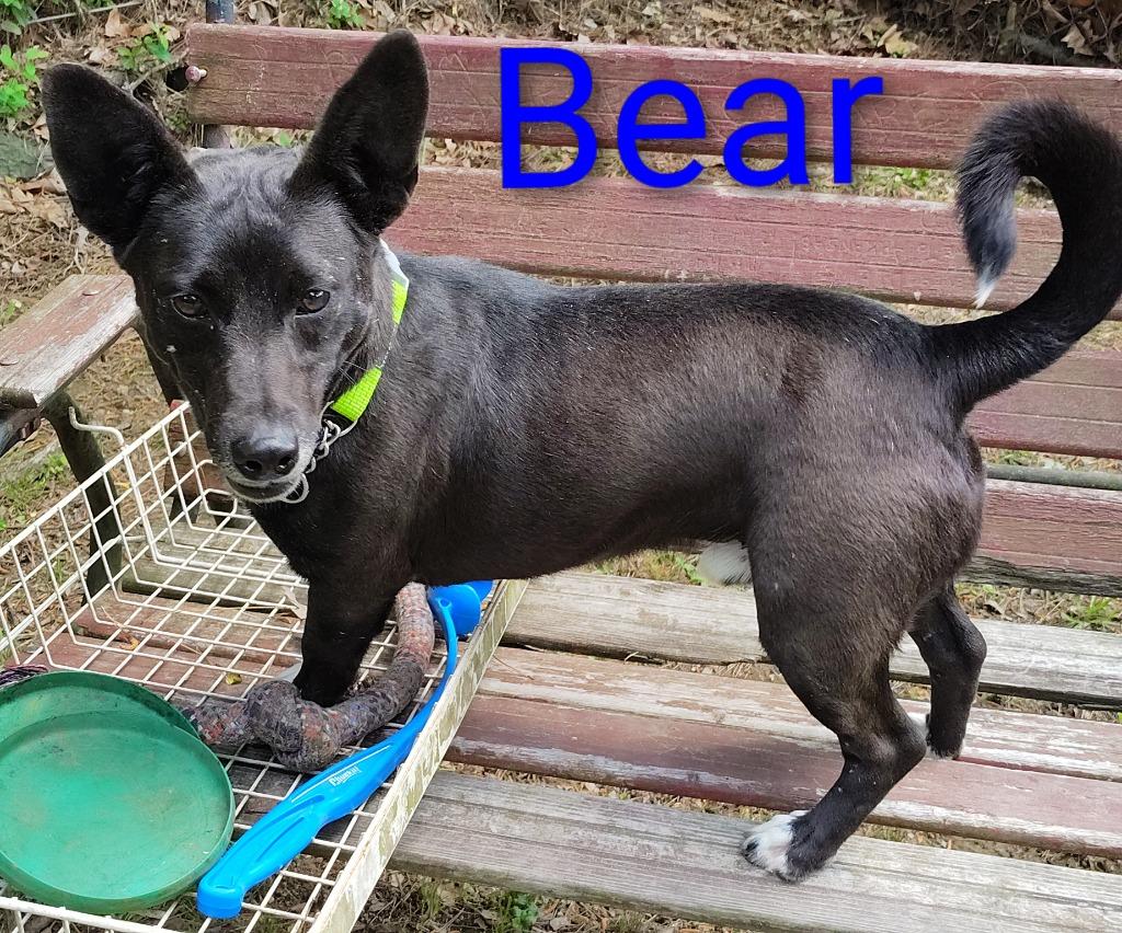 Bear, Adoptable, Young Male Chihuahua & Dachshund.