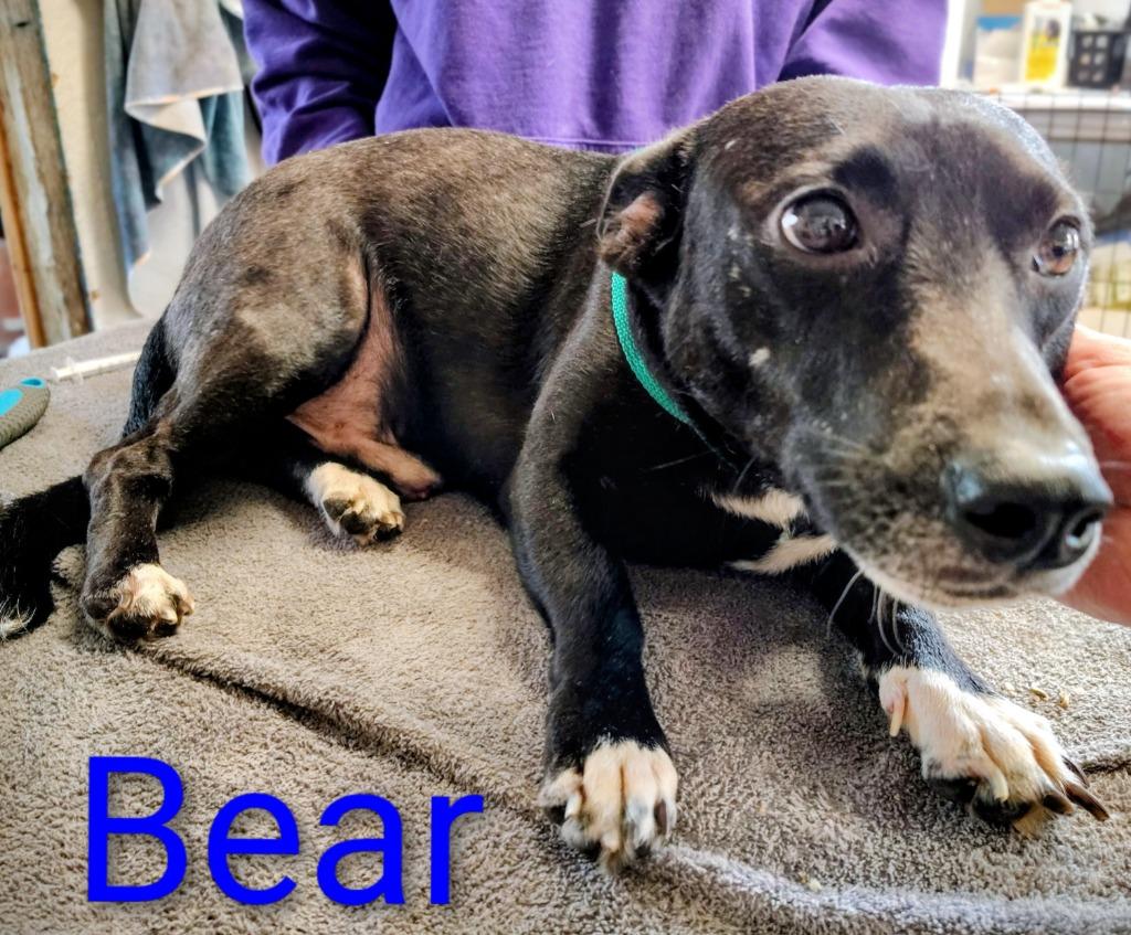 Bear, a Adoptable mixed breed in Mena, AR image 1/2