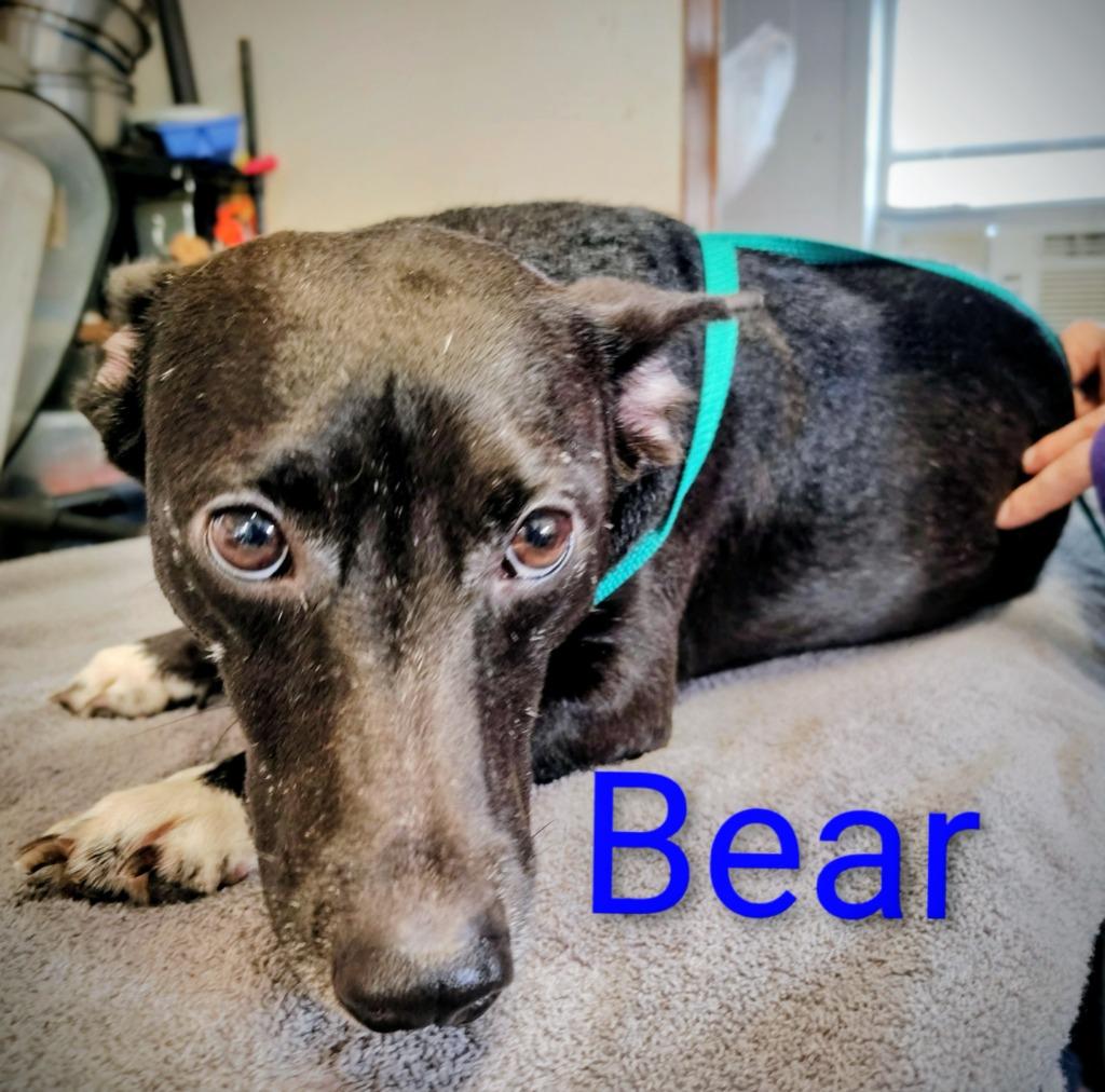 Bear, a Adoptable mixed breed in Mena, AR image 2/2
