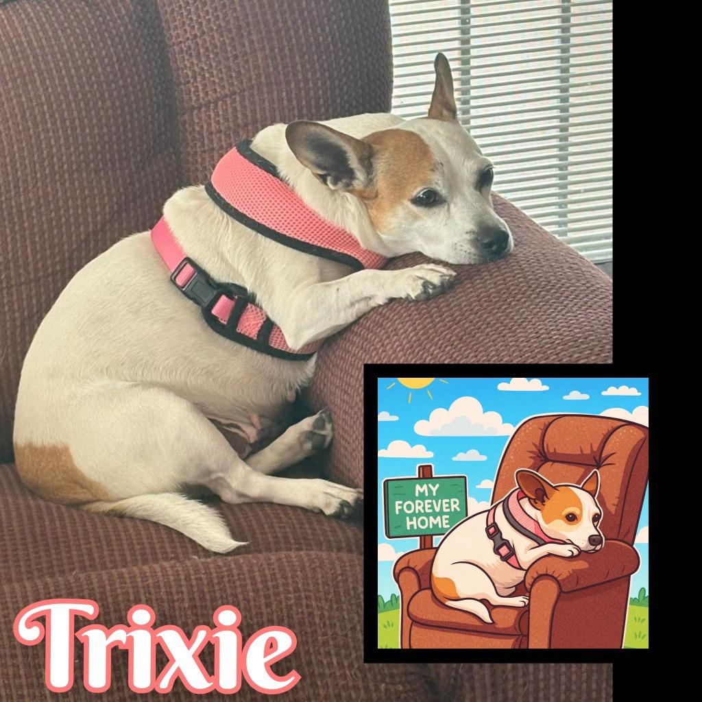 Enlarge Trixie, a Adoptable mixed breed in Mesa, AZ image 1/3