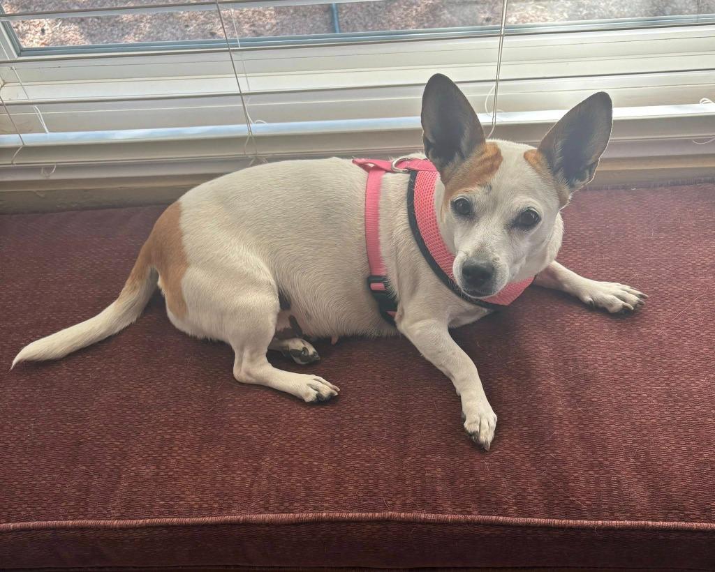 Enlarge Trixie, a Adoptable mixed breed in Mesa, AZ image 2/3