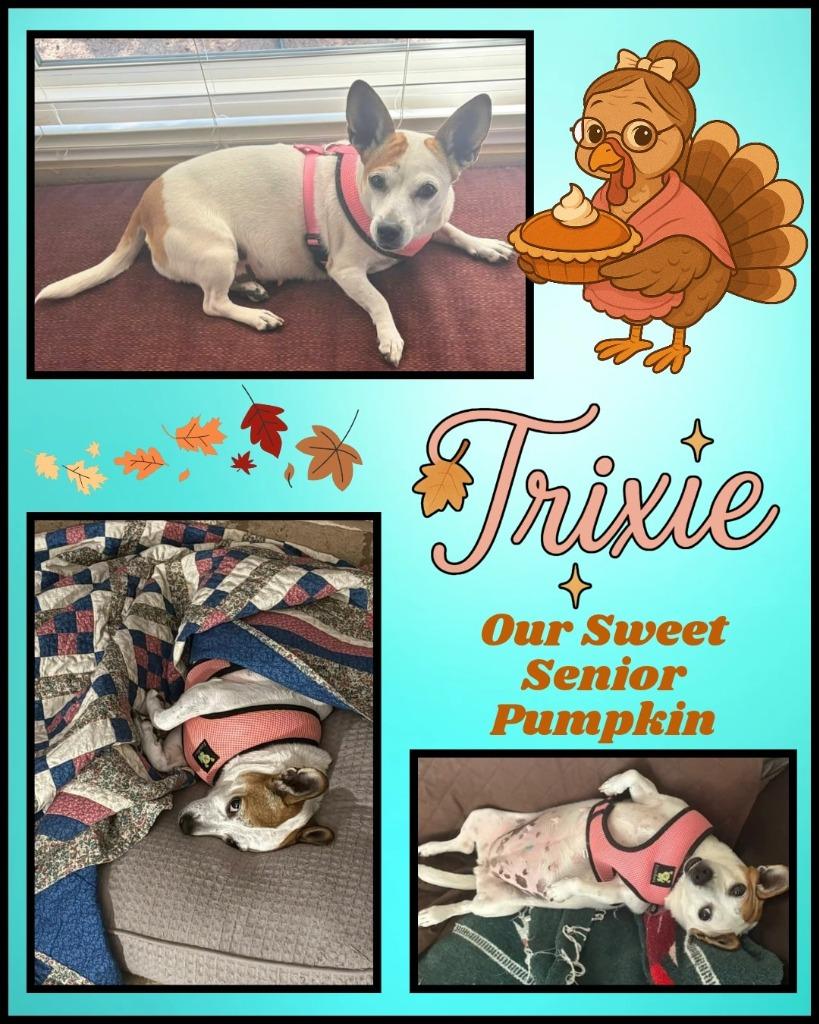 Enlarge Trixie, a Adoptable mixed breed in Mesa, AZ image 3/3