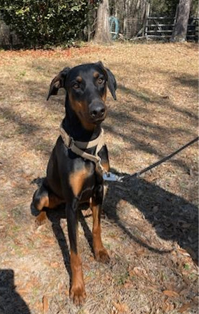 SMILEY, Adopted, Young Female Doberman Pinscher.