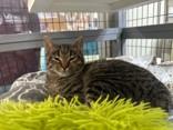 Enlarge Chicken, a ADOPTABLE Domestic Short Hair in Manitowoc, WI image 1/1