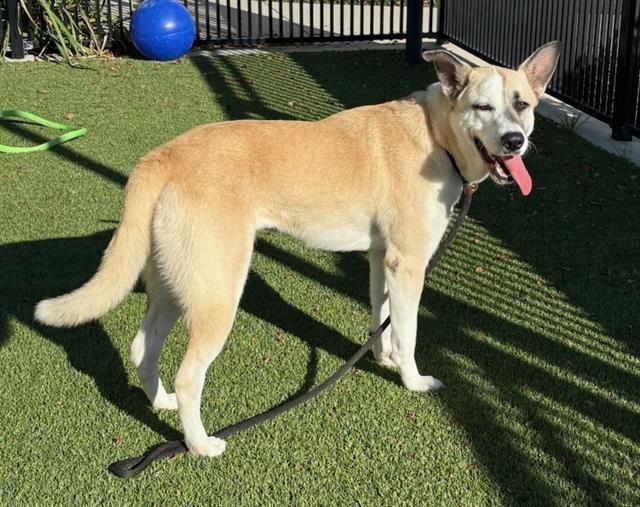 POLKA, Adoptable, Young Female Labrador Retriever & Husky.
