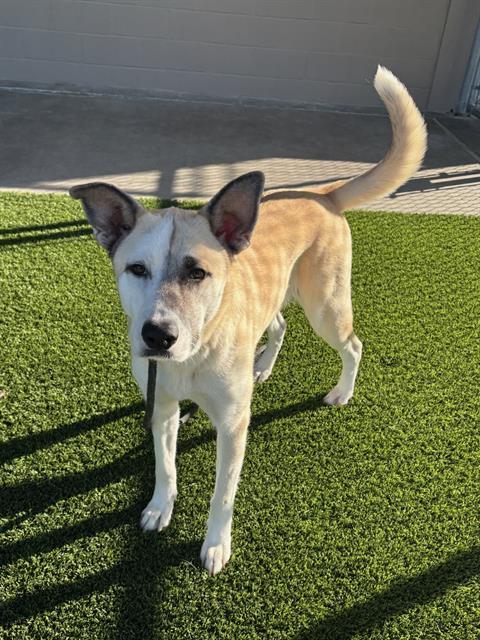 POLKA, Adoptable, Young Female Labrador Retriever & Husky.