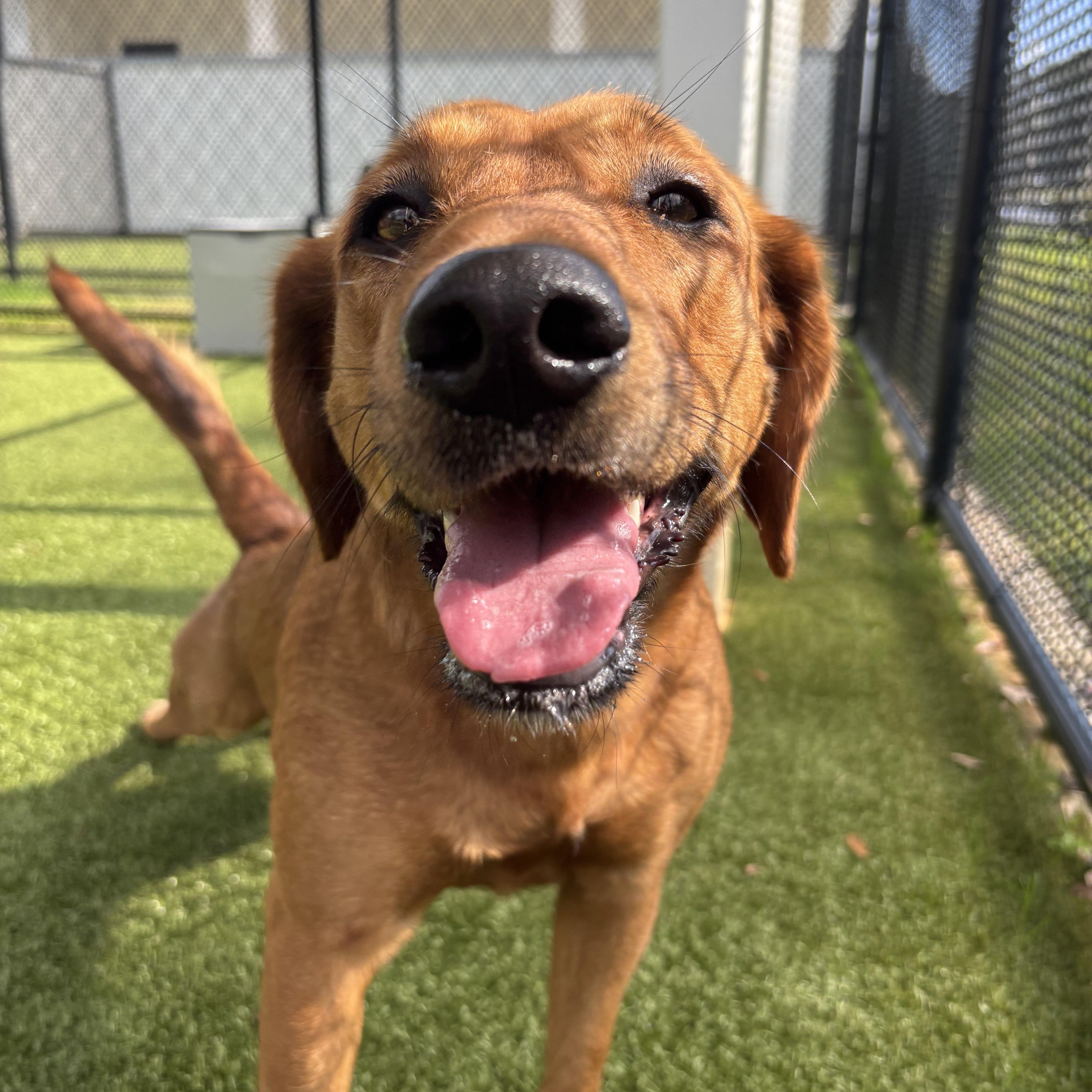 Enlarge Junie, an adopted mixed breed in Daphne, AL image 2/3