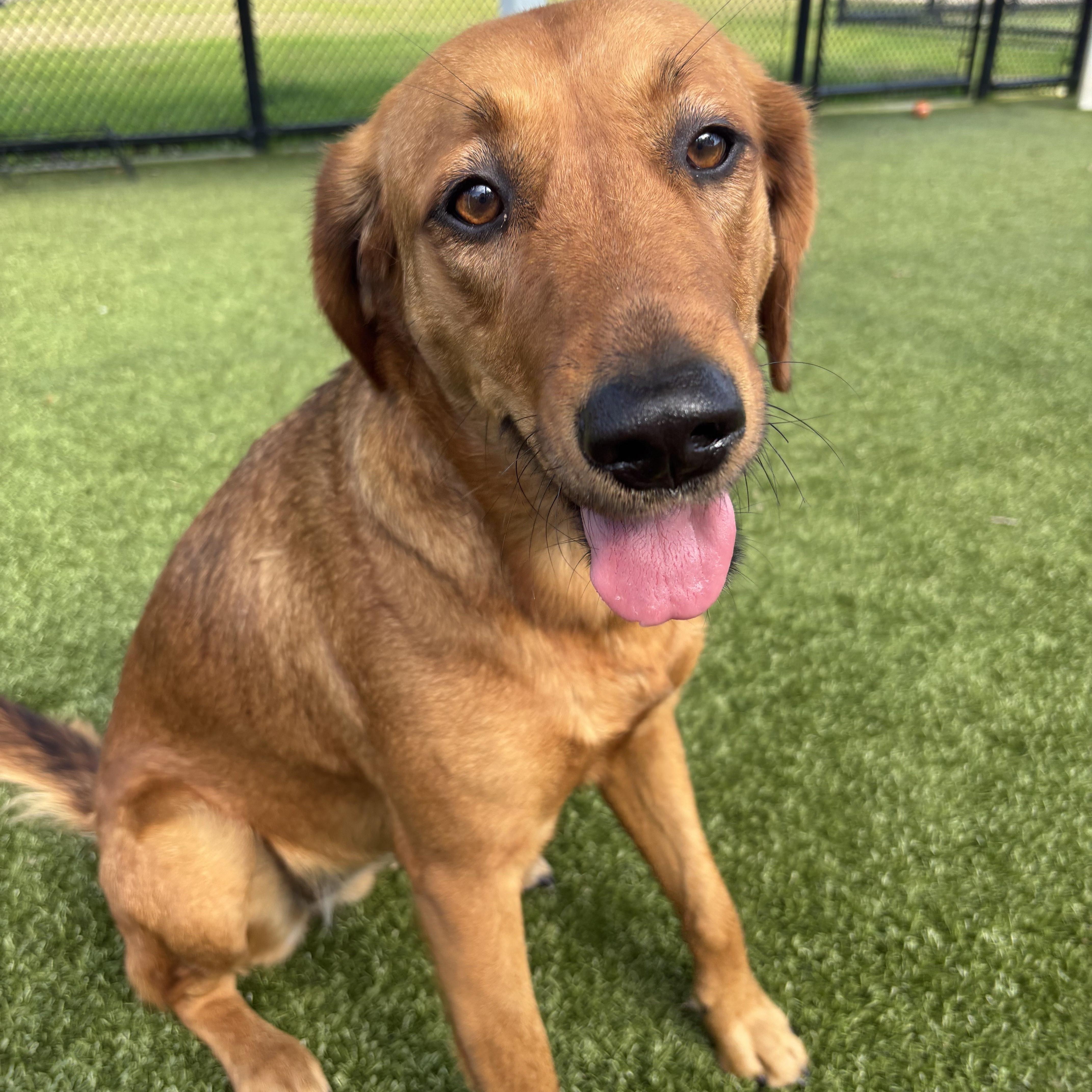 Enlarge Junie, an adopted mixed breed in Daphne, AL image 1/3