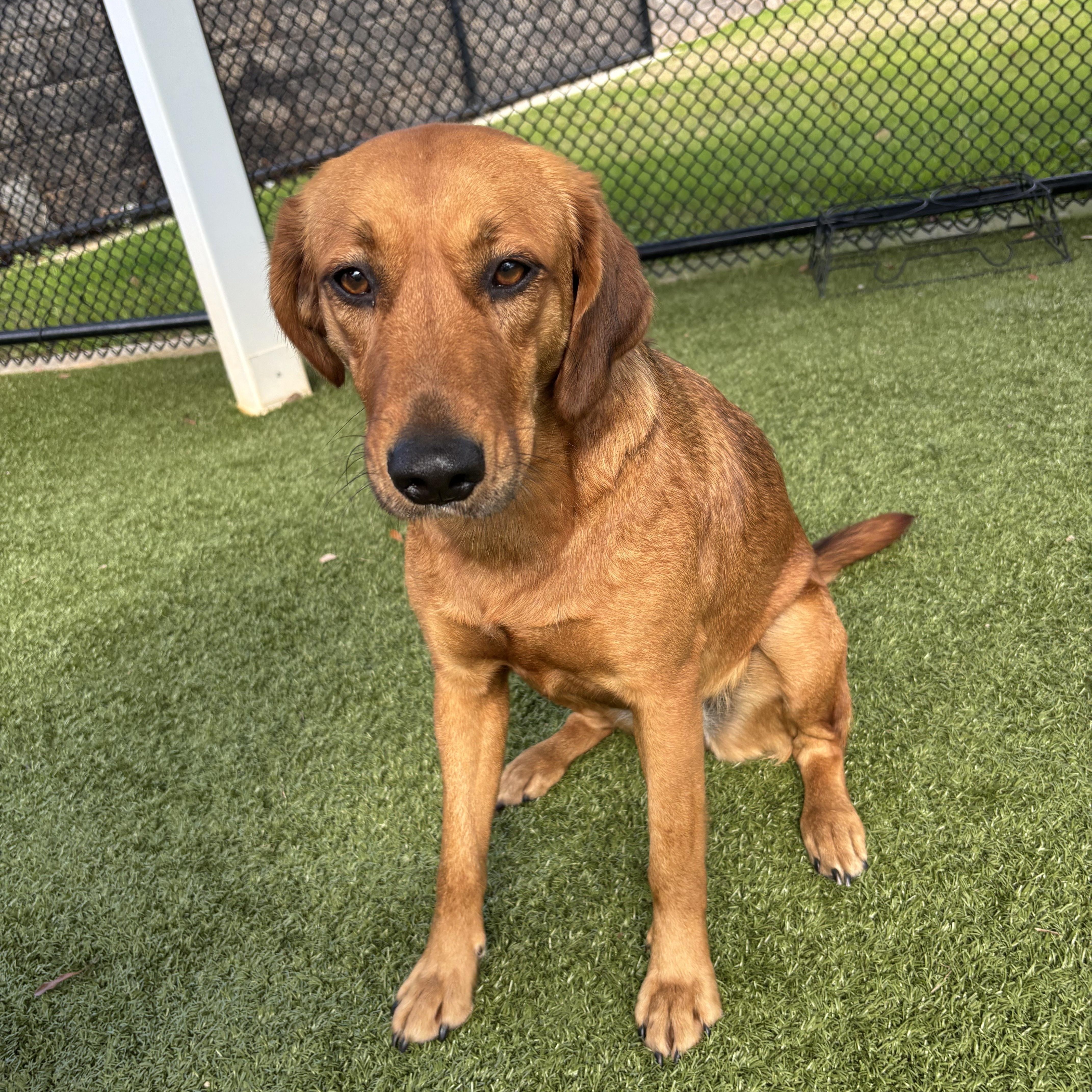 Enlarge Junie, an adopted mixed breed in Daphne, AL image 3/3