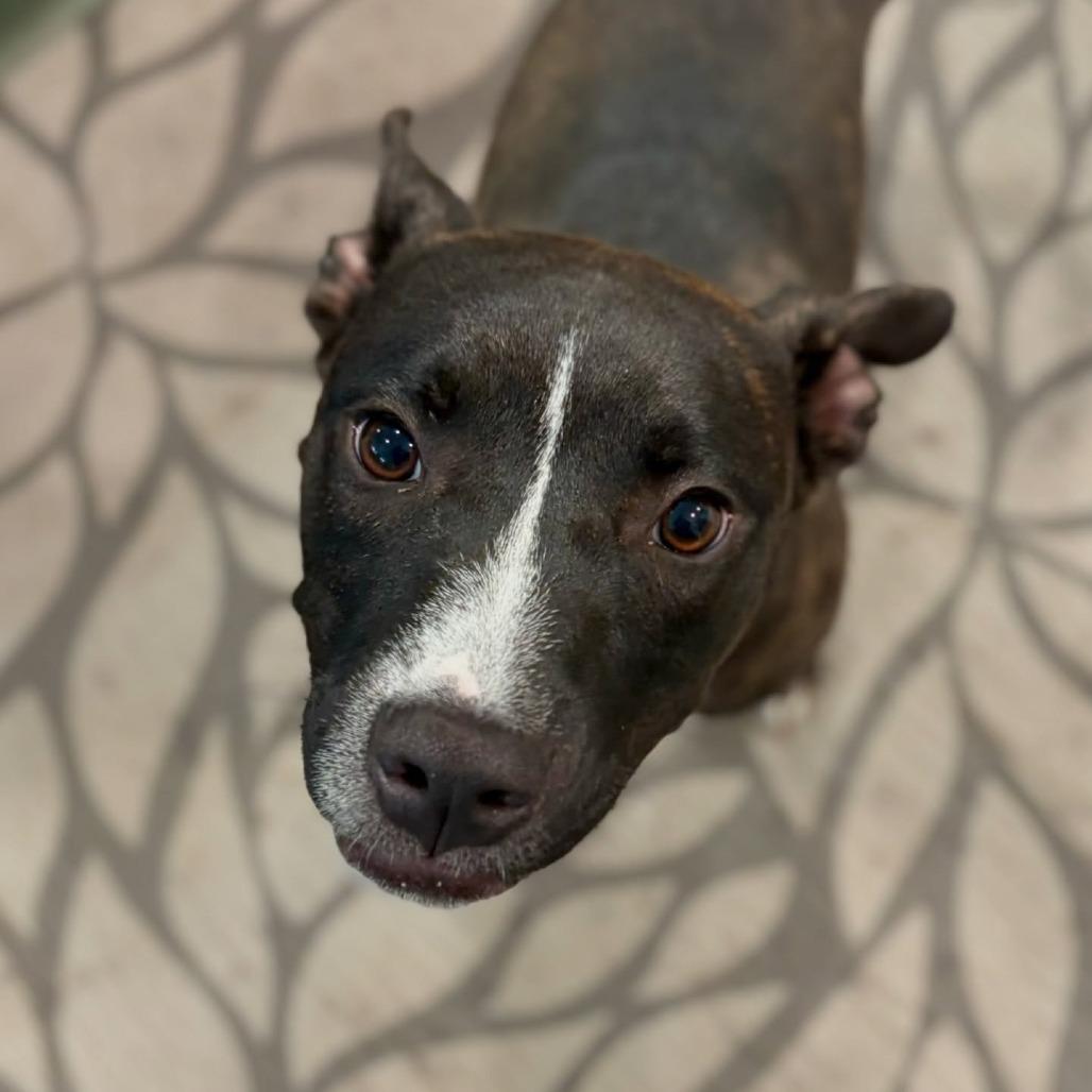 Annie, Adoptable, Young Female Mixed Breed.