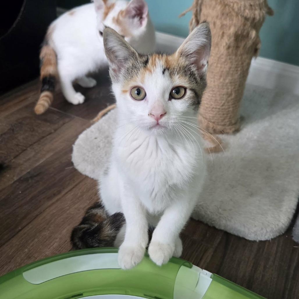 Enlarge Olive (paired with Pickle), a Adoptable Domestic Short Hair in Reisterstown, MD image 1/1
