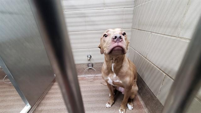 Enlarge HARMONY BEAR, a Adoptable mixed breed in Aurora, IL image 1/1