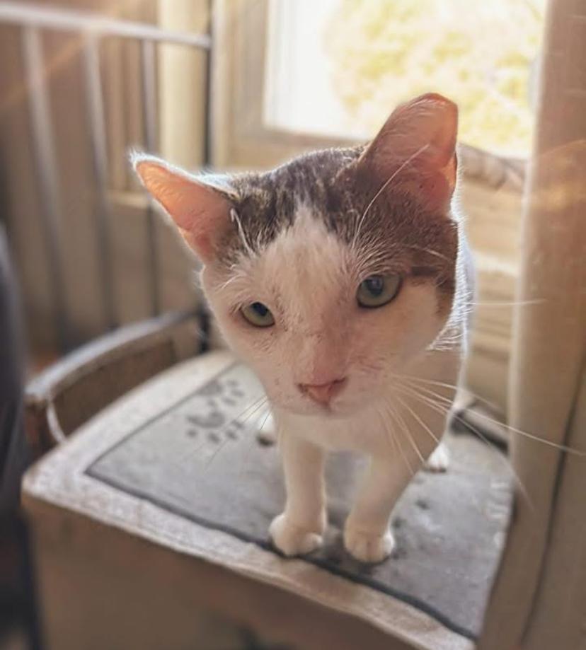 Alfie
