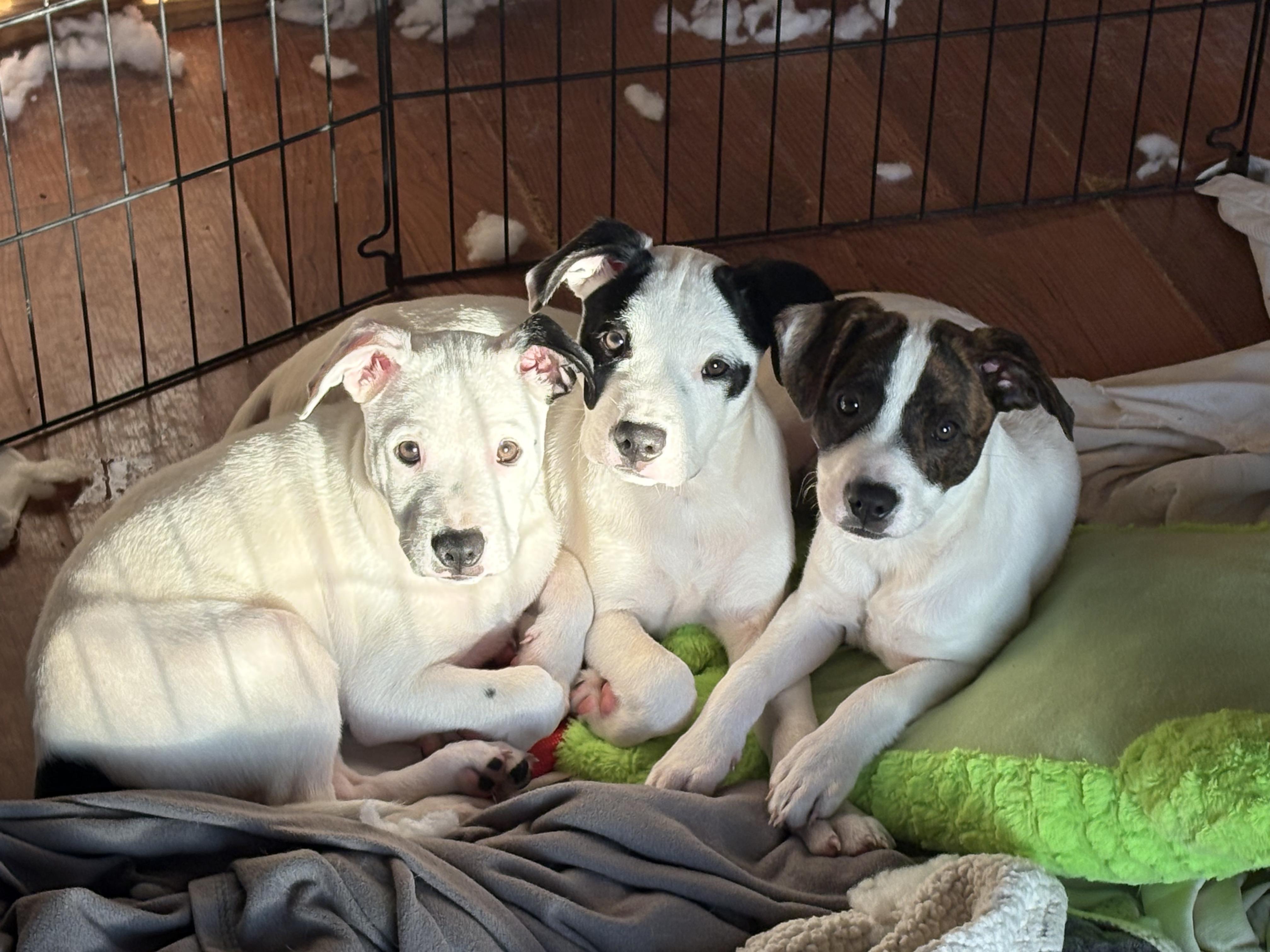 Enlarge Fitzgerald, a Adoptable mixed breed in Kalamazoo, MI image 4/4