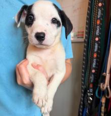 Enlarge Fitzgerald, a Adoptable mixed breed in Kalamazoo, MI image 1/1
