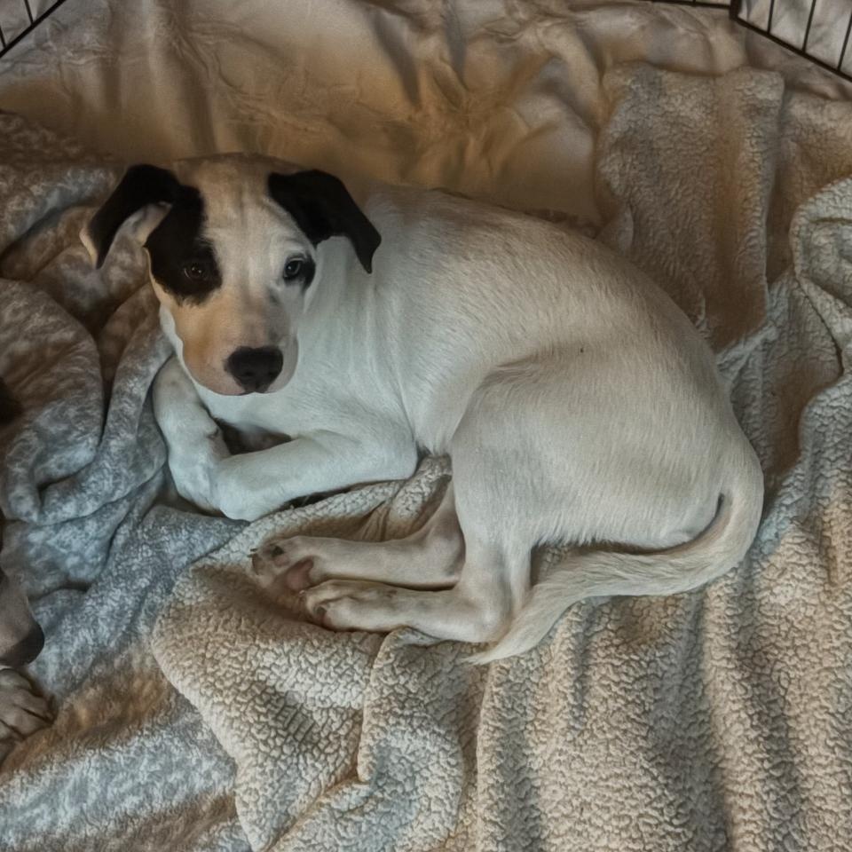 Fitzgerald, Adoptable, Puppy Male Labrador Retriever.