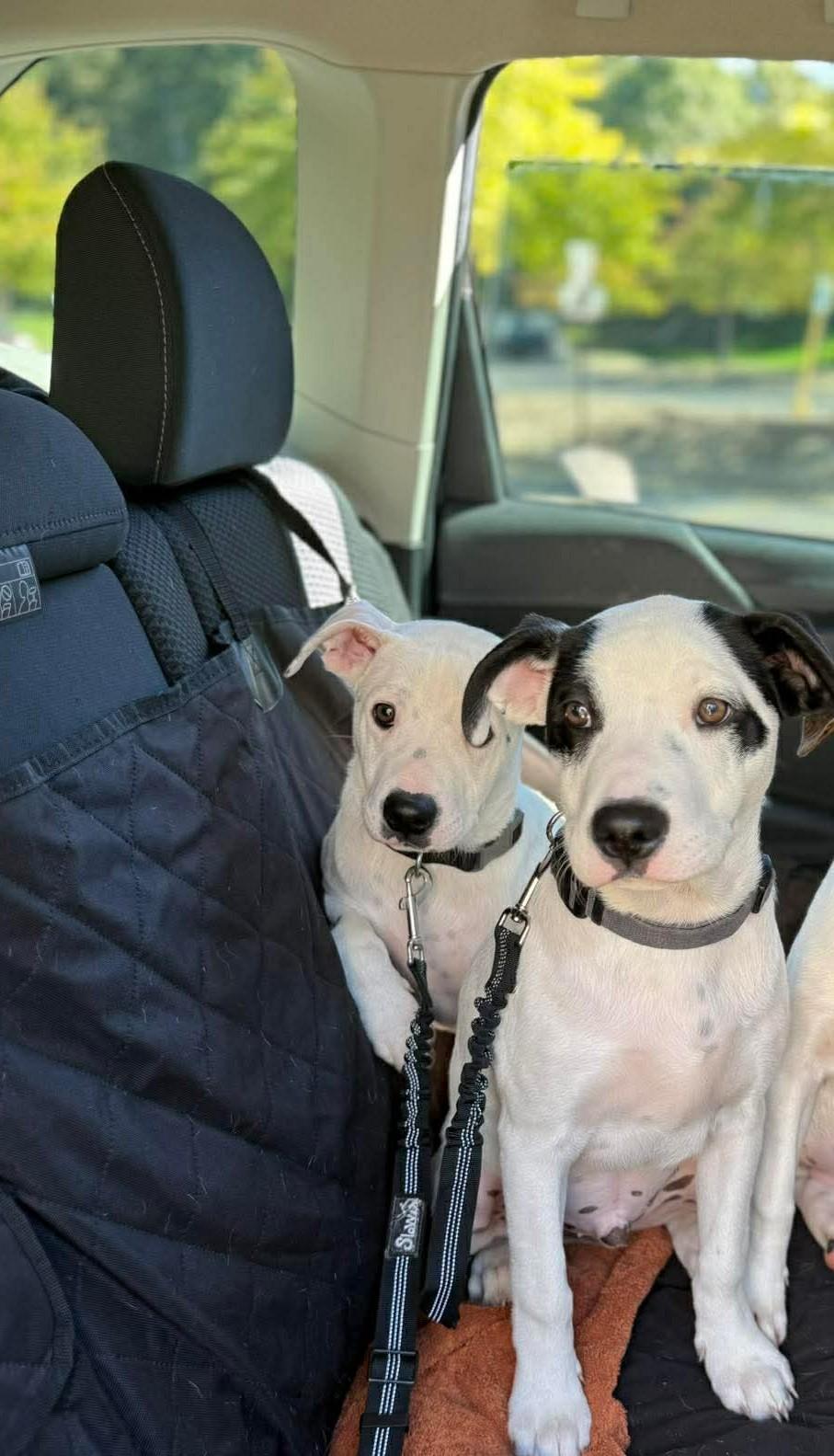 Enlarge Fitzgerald, a Adoptable mixed breed in Kalamazoo, MI image 1/4