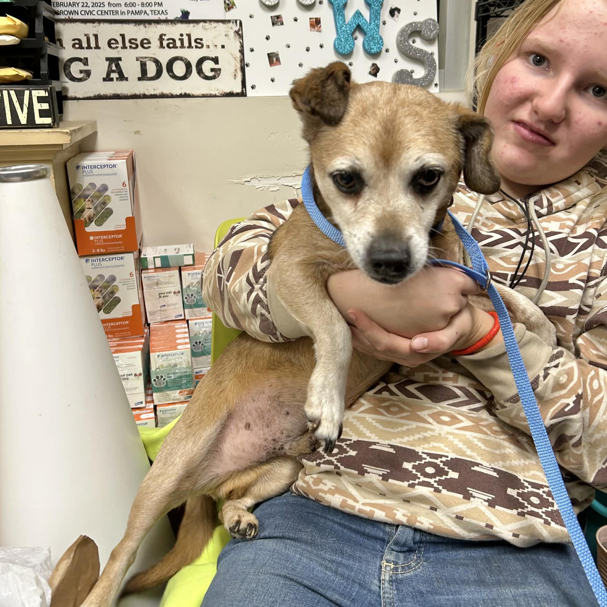 Enlarge Charlie, a ADOPTABLE mixed breed in Boulder, CO image 2/2
